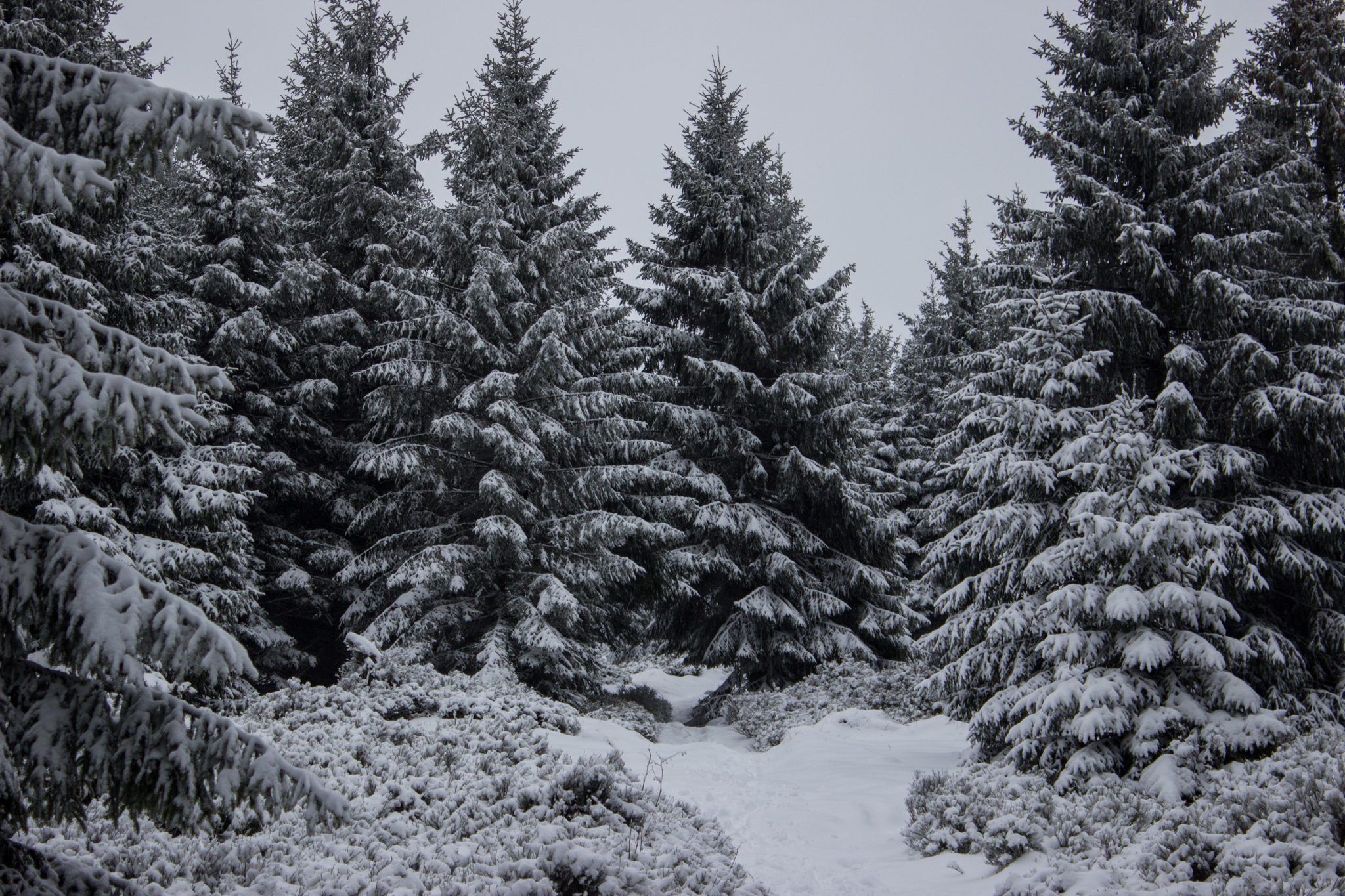 Wandern im Harz bei Torfhaus: Dammgraben, Butterstieg und Wolfswarte, Harz in Niedersachsen, Winterwanderung im Schnee, schneebedeckter Wanderweg und Nadelbäume, sehr schön und idyllisch, umgeben von schönem Wald, Winterlandschaft