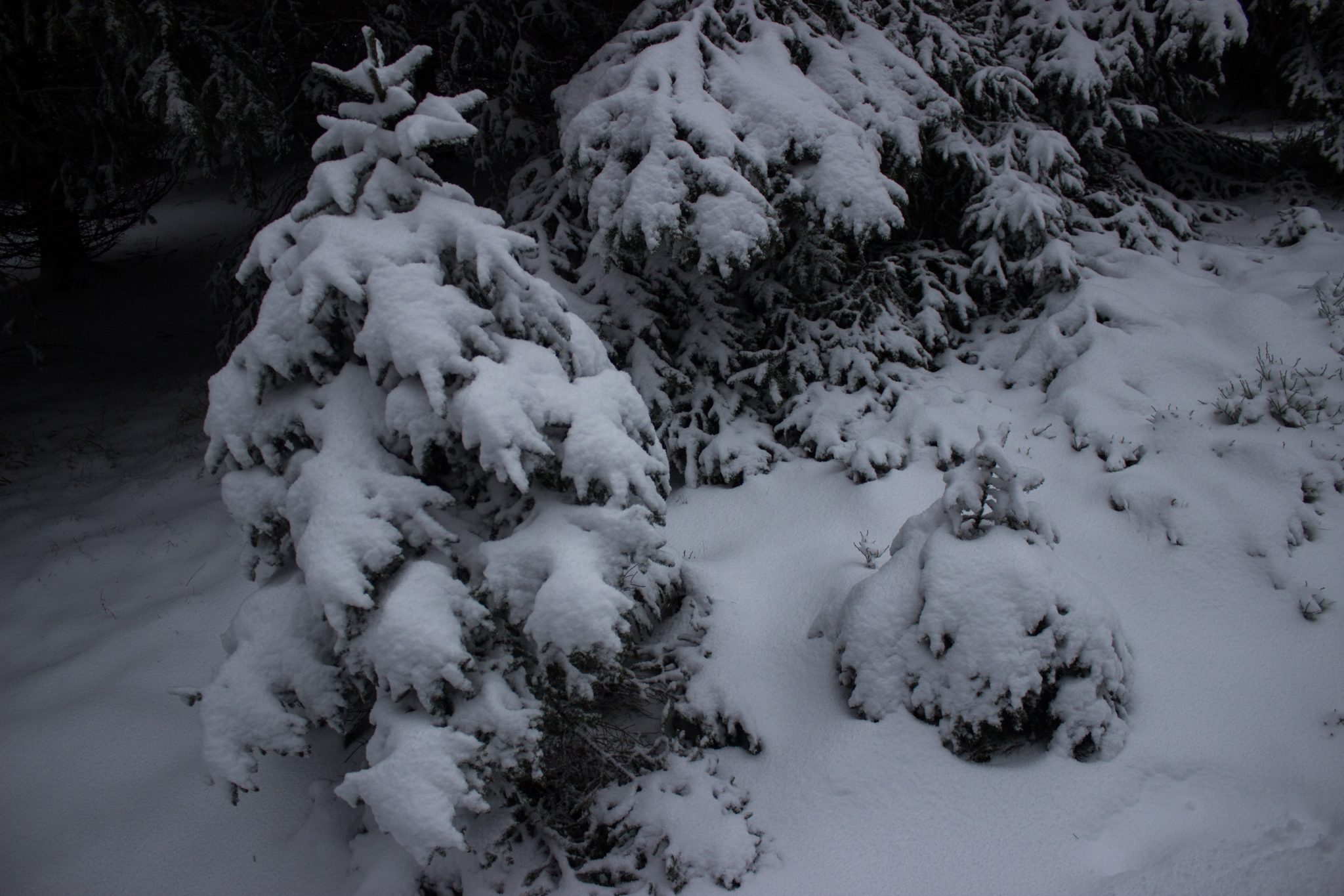 Wandern im Harz bei Torfhaus: Dammgraben, Butterstieg und Wolfswarte, Harz in Niedersachsen, Winterwanderung im Schnee, schneebedeckte kleine Nadelbäume, sehr schön und idyllisch im schönen Wald, Winterlandschaft