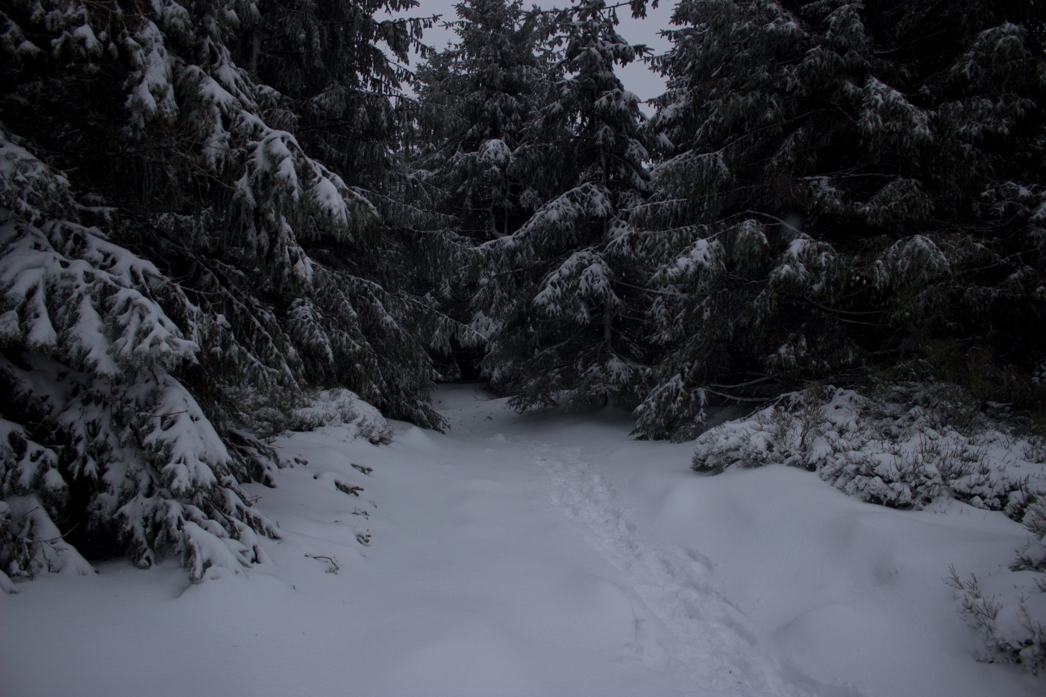 Wandern im Harz bei Torfhaus: Dammgraben, Butterstieg und Wolfswarte, Harz in Niedersachsen, Winterwanderung im Schnee, schneebedeckter schmaler Wanderweg und Nadelbäume, umgeben von schönem Wald, Winterlandschaft mit Fußabdrücken der Wanderer im Schnee, sehr idyllisch und ruhig