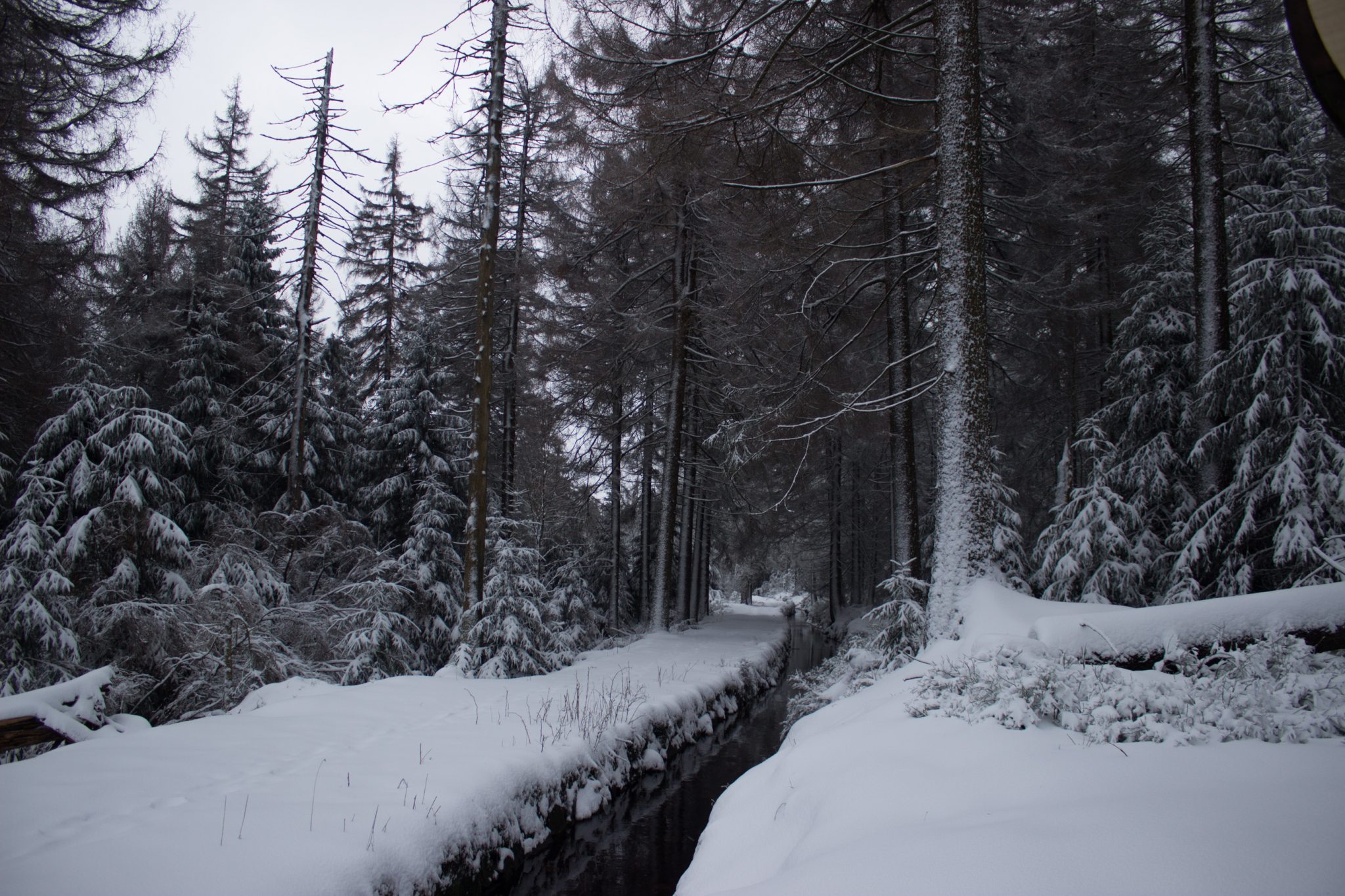 Wandern im Harz bei Torfhaus: Dammgraben, Butterstieg und Wolfswarte, Harz in Niedersachsen, Winterwanderung im Schnee, schneebedeckter Wanderweg am Oberharzer Wasserregal entlang, sehr schön und idyllisch, umgeben von schönem Wald, mit Schnee bedeckte Bäume, Winterlandschaft
