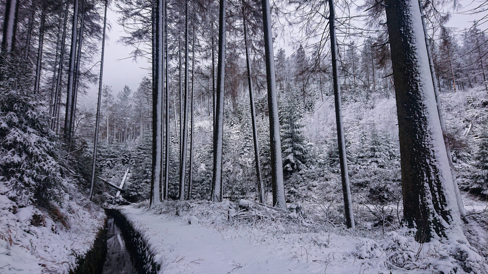 Wandern im Harz bei Torfhaus: Dammgraben, Butterstieg und Wolfswarte, Harz in Niedersachsen, Winterwanderung im Schnee, schneebedeckter Wanderweg am Oberharzer Wasserregal entlang, umgeben von schönem Wald