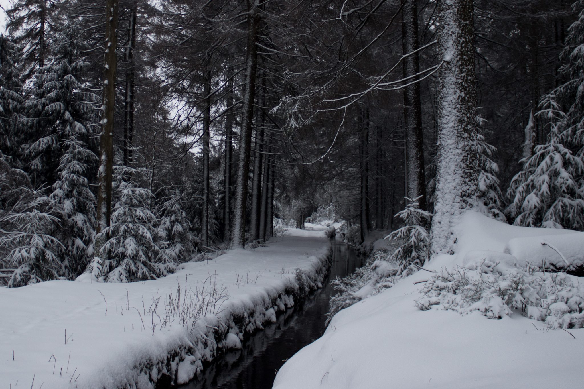 Wandern im Harz bei Torfhaus: Dammgraben, Butterstieg und Wolfswarte, Harz in Niedersachsen, Winterwanderung im Schnee, schneebedeckter Wanderweg am Oberharzer Wasserregal entlang, sehr schön und idyllisch, umgeben von schönem Wald, mit Schnee bedeckte Bäume, Winterlandschaft