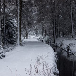 Wandern im Harz bei Torfhaus: Dammgraben, Butterstieg und Wolfswarte, Harz in Niedersachsen, Winterwanderung im Schnee, schneebedeckter Wanderweg am Oberharzer Wasserregal entlang, sehr schön und idyllisch, umgeben von schönem Wald, mit Schnee bedeckte Bäume, Winterlandschaft