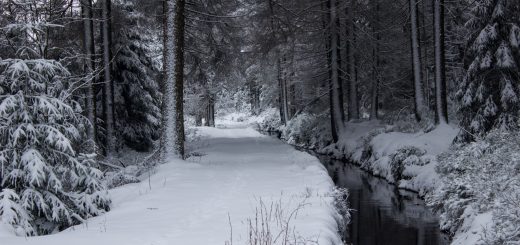 Wandern im Harz bei Torfhaus: Dammgraben, Butterstieg und Wolfswarte, Harz in Niedersachsen, Winterwanderung im Schnee, schneebedeckter Wanderweg am Oberharzer Wasserregal entlang, sehr schön und idyllisch, umgeben von schönem Wald, mit Schnee bedeckte Bäume, Winterlandschaft