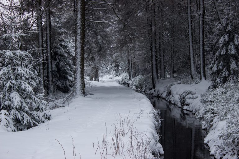 Wandern im Harz bei Torfhaus: Dammgraben, Butterstieg und Wolfswarte, Harz in Niedersachsen, Winterwanderung im Schnee, schneebedeckter Wanderweg am Oberharzer Wasserregal entlang, sehr schön und idyllisch, umgeben von schönem Wald, mit Schnee bedeckte Bäume, Winterlandschaft