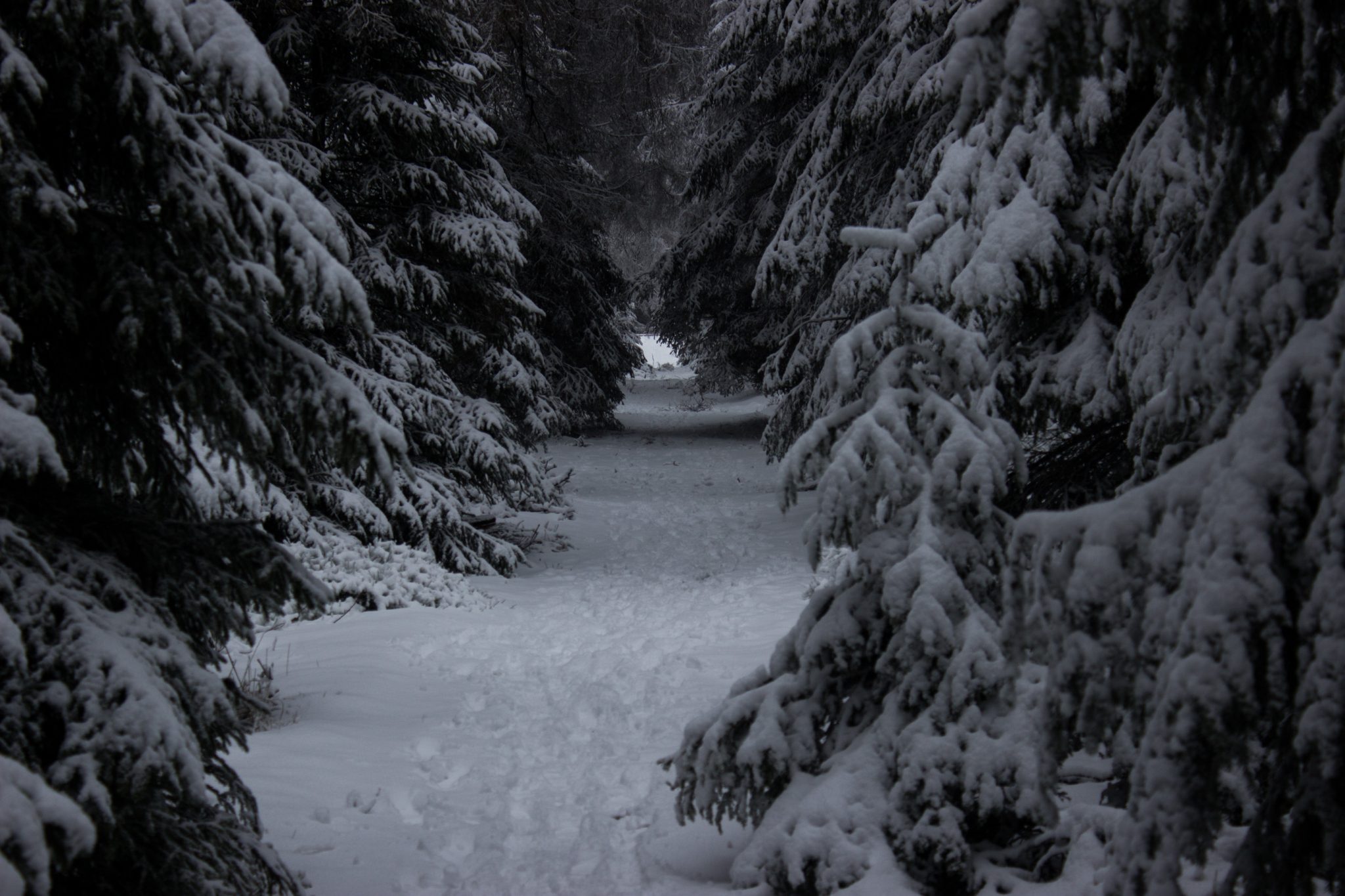 Wandern im Harz bei Torfhaus: Dammgraben, Butterstieg und Wolfswarte, Harz in Niedersachsen, Winterwanderung im Schnee, schneebedeckter schmaler Wanderweg und Nadelbäume, umgeben von schönem Wald, Winterlandschaft mit Fußabdrücken der Wanderer im Schnee, sehr idyllisch und ruhig