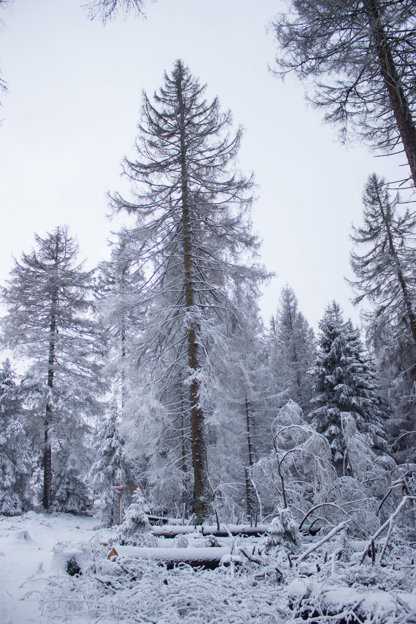 Wandern im Harz bei Torfhaus: Dammgraben, Butterstieg und Wolfswarte, Harz in Niedersachsen, Winterwanderung im Schnee, schneebedeckter Wanderweg und Nadelbäume, umgeben von schönem Wald