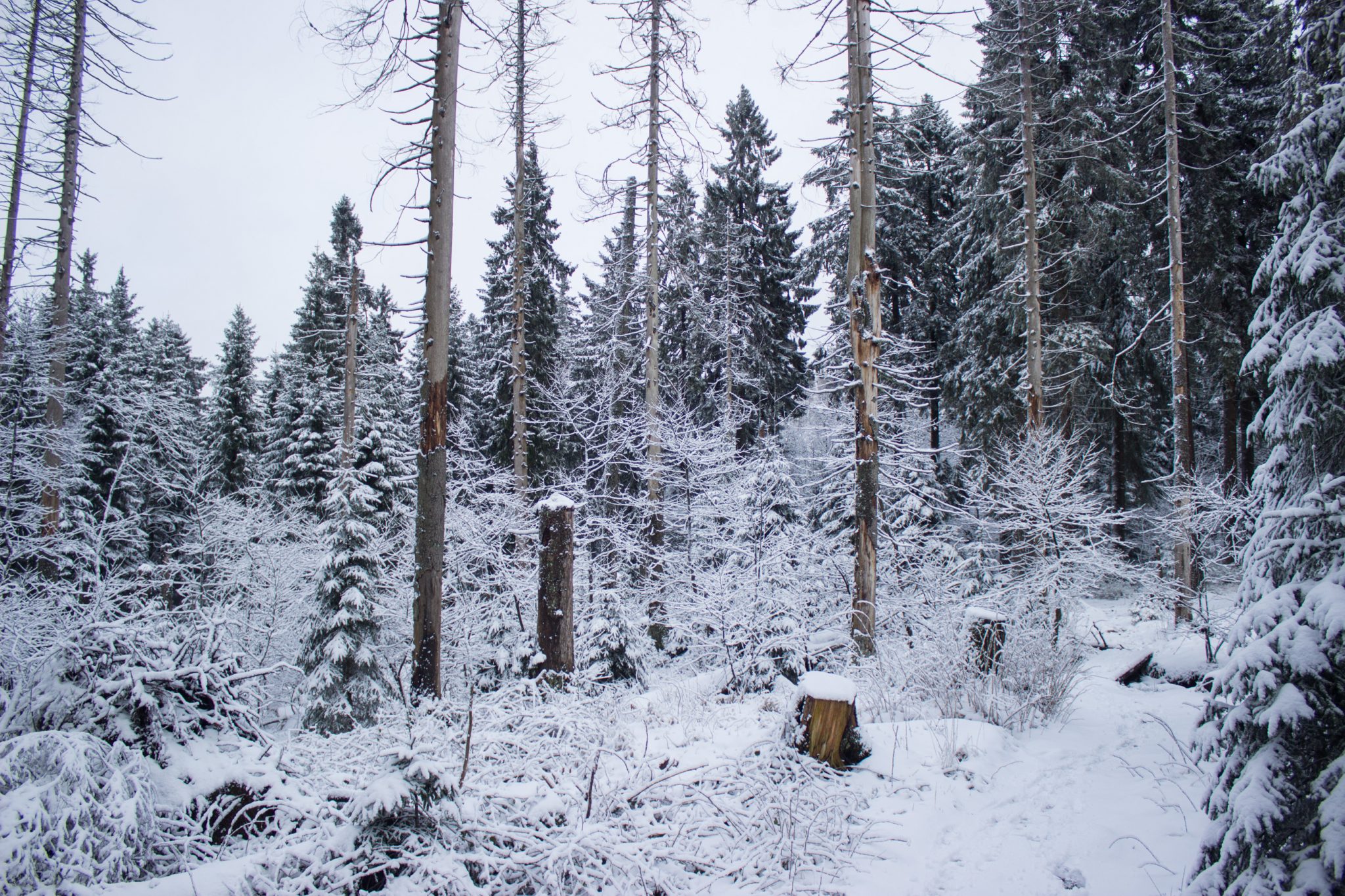 Wandern im Harz bei Torfhaus: Dammgraben, Butterstieg und Wolfswarte, Harz in Niedersachsen, Winterwanderung im Schnee, schneebedeckter Wanderweg und Nadelbäume, umgeben von schönem Wald