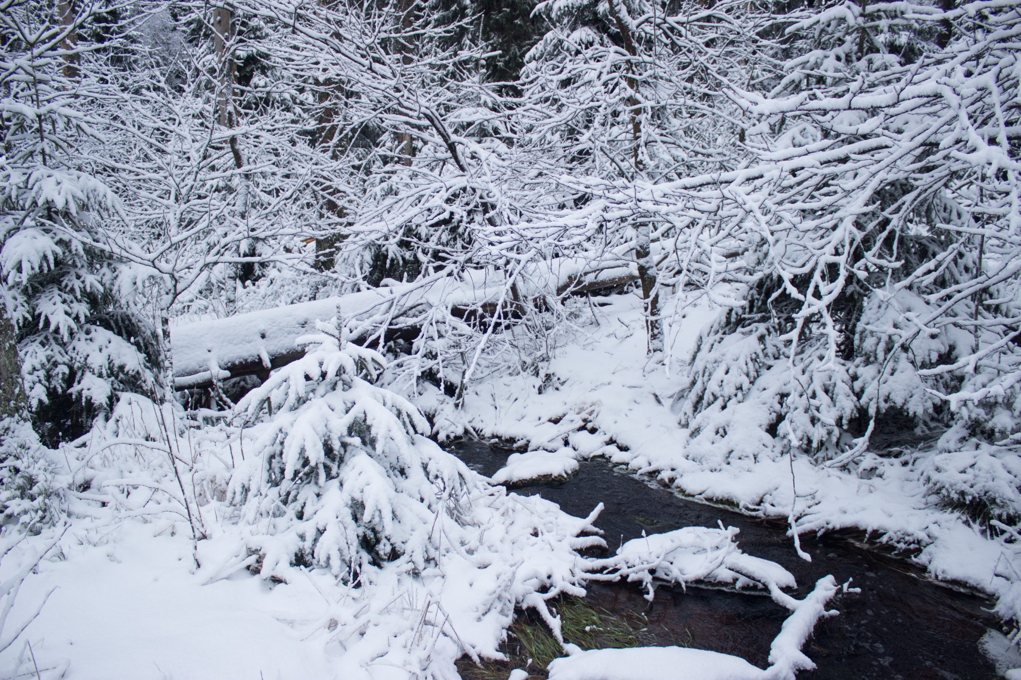 Wandern im Harz bei Torfhaus: Dammgraben, Butterstieg und Wolfswarte, Harz in Niedersachsen, Winterwanderung im Schnee, schneebedeckter Wanderweg am Oberharzer Wasserregal entlang, umgeben von schönem Wald, mit Schnee bedeckte Bäume