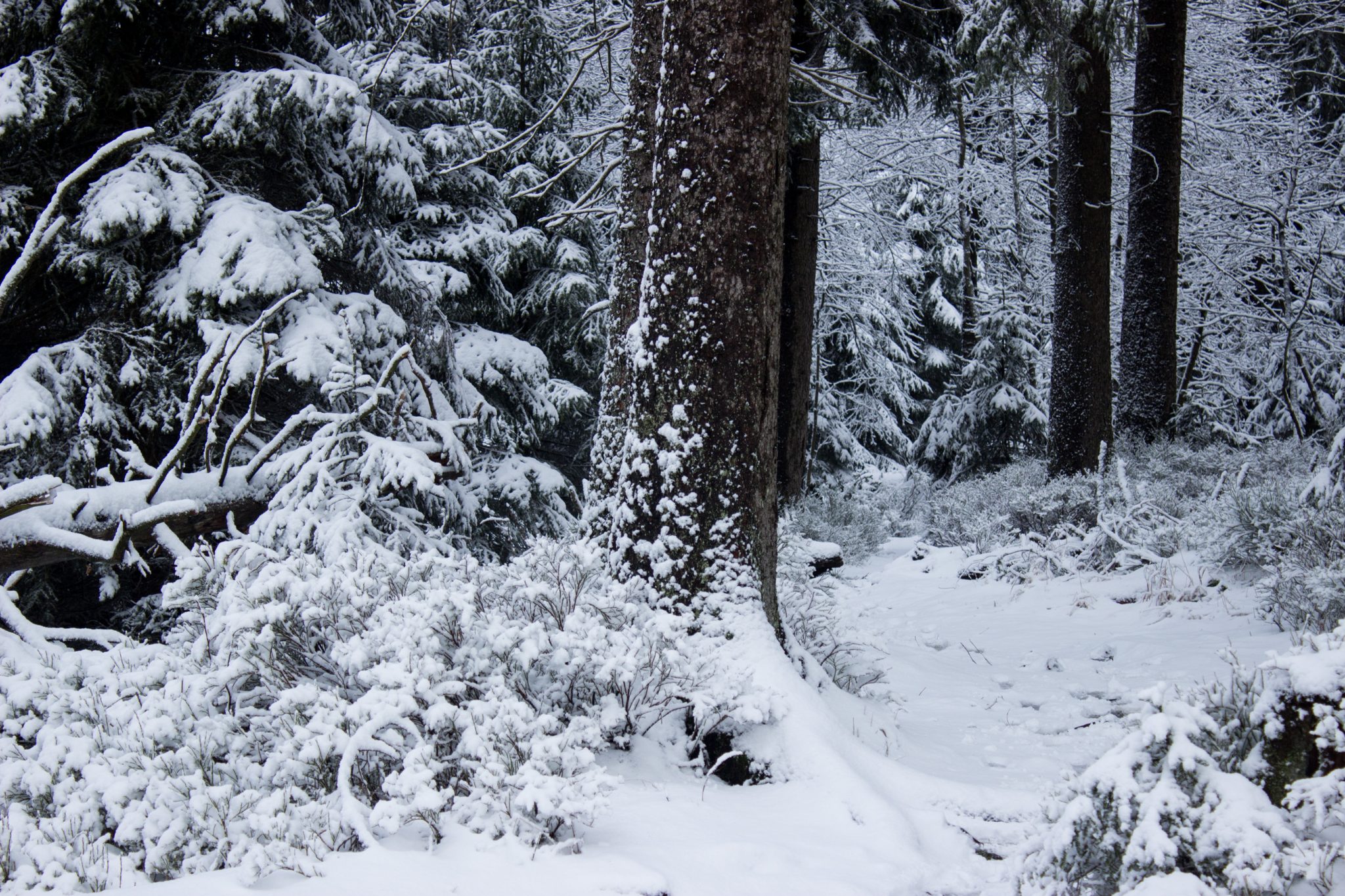 Wandern im Harz bei Torfhaus: Dammgraben, Butterstieg und Wolfswarte, Harz in Niedersachsen, Winterwanderung im Schnee, schneebedeckter Wanderweg und Nadelbäume, umgeben von schönem Wald, Winterlandschaft