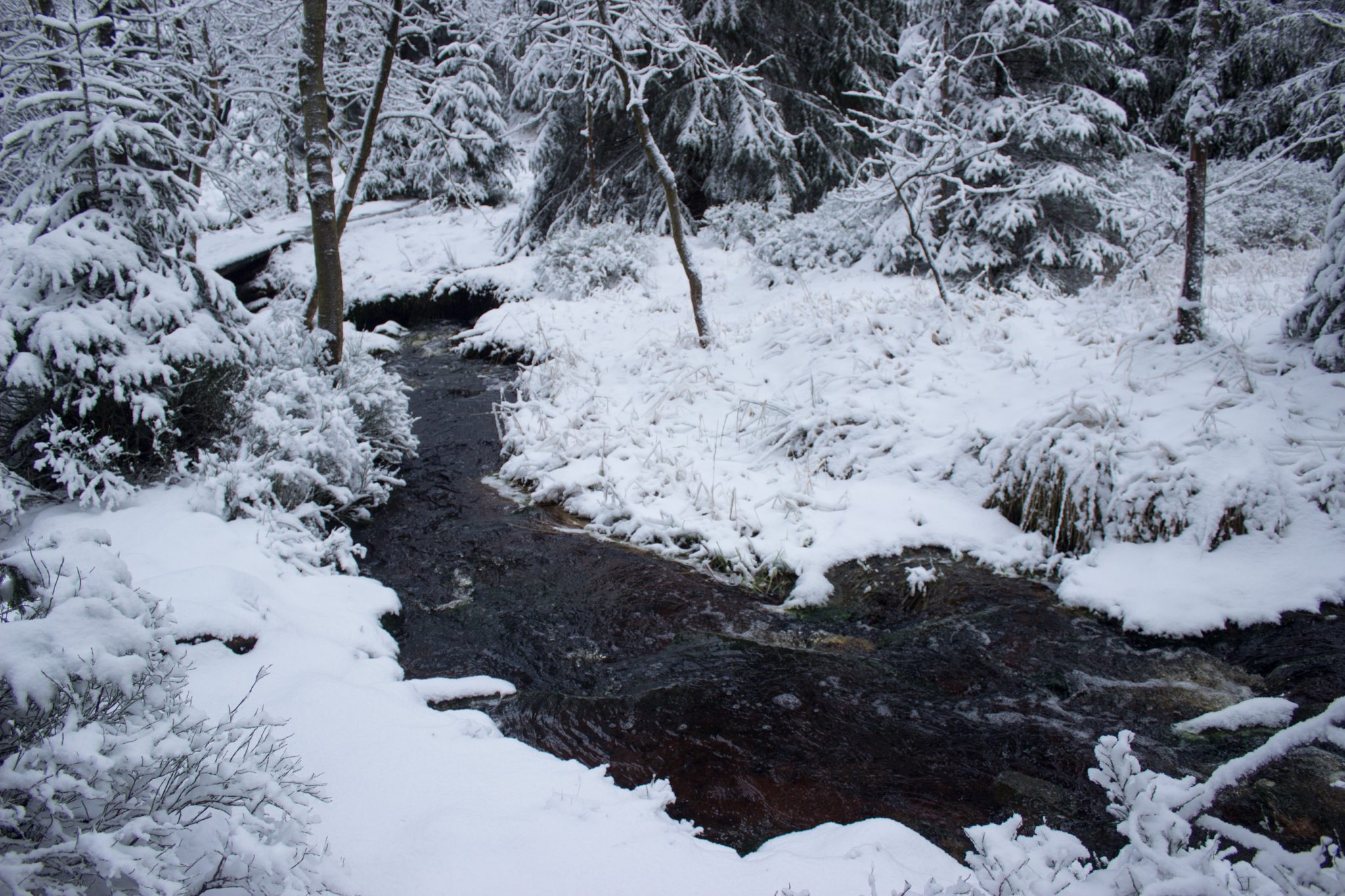 Wandern im Harz bei Torfhaus: Dammgraben, Butterstieg und Wolfswarte, Harz in Niedersachsen, Winterwanderung im Schnee, schneebedeckter Wanderweg am Oberharzer Wasserregal entlang, umgeben von schönem Wald, mit Schnee bedeckte Bäume, Winterlandschaft