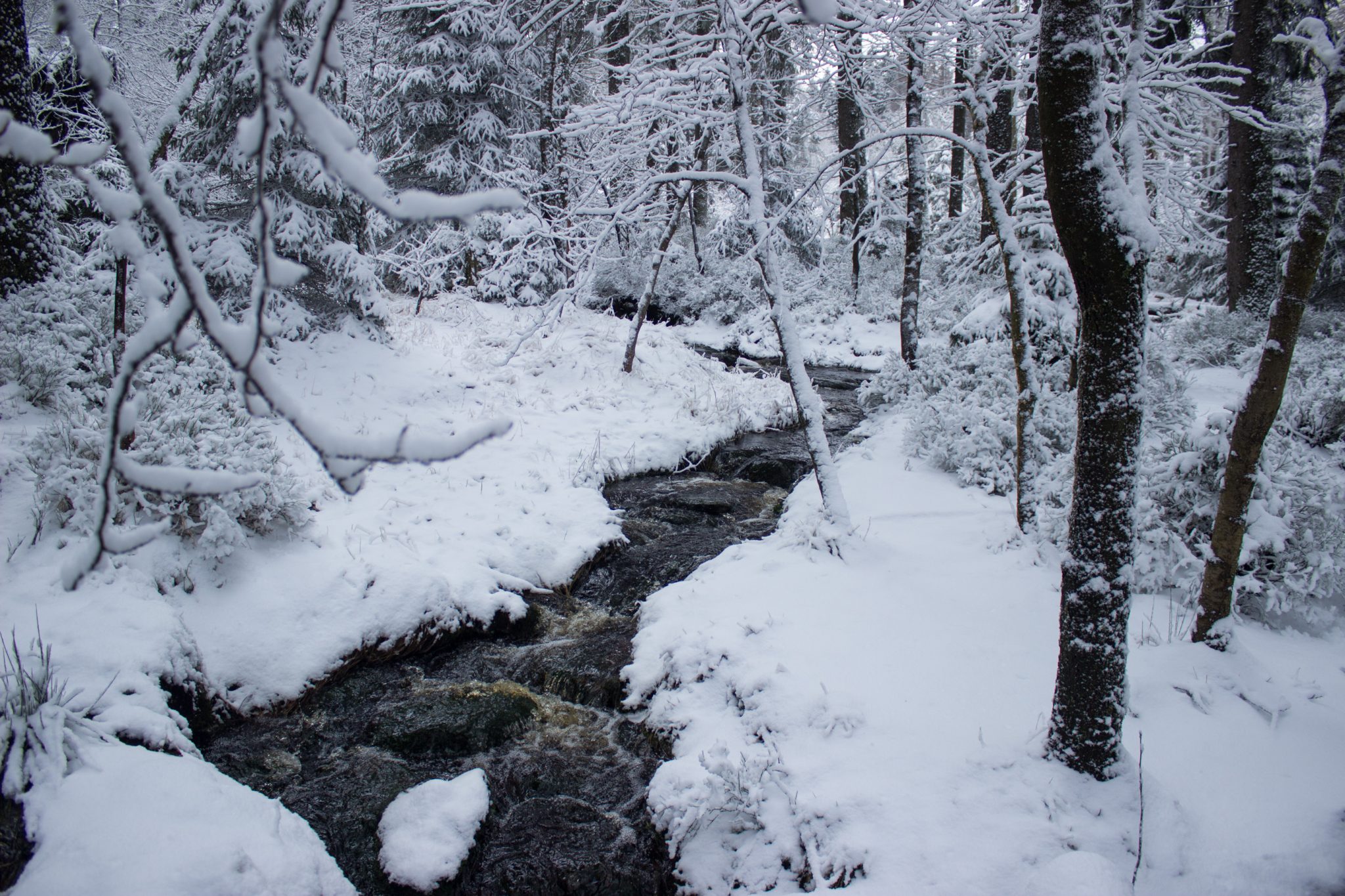 Wandern im Harz bei Torfhaus: Dammgraben, Butterstieg und Wolfswarte, Harz in Niedersachsen, Winterwanderung im Schnee, schneebedeckter Wanderweg beim Oberharzer Wasserregal, umgeben von schönem Wald, mit Schnee bedeckte Bäume, Winterlandschaft