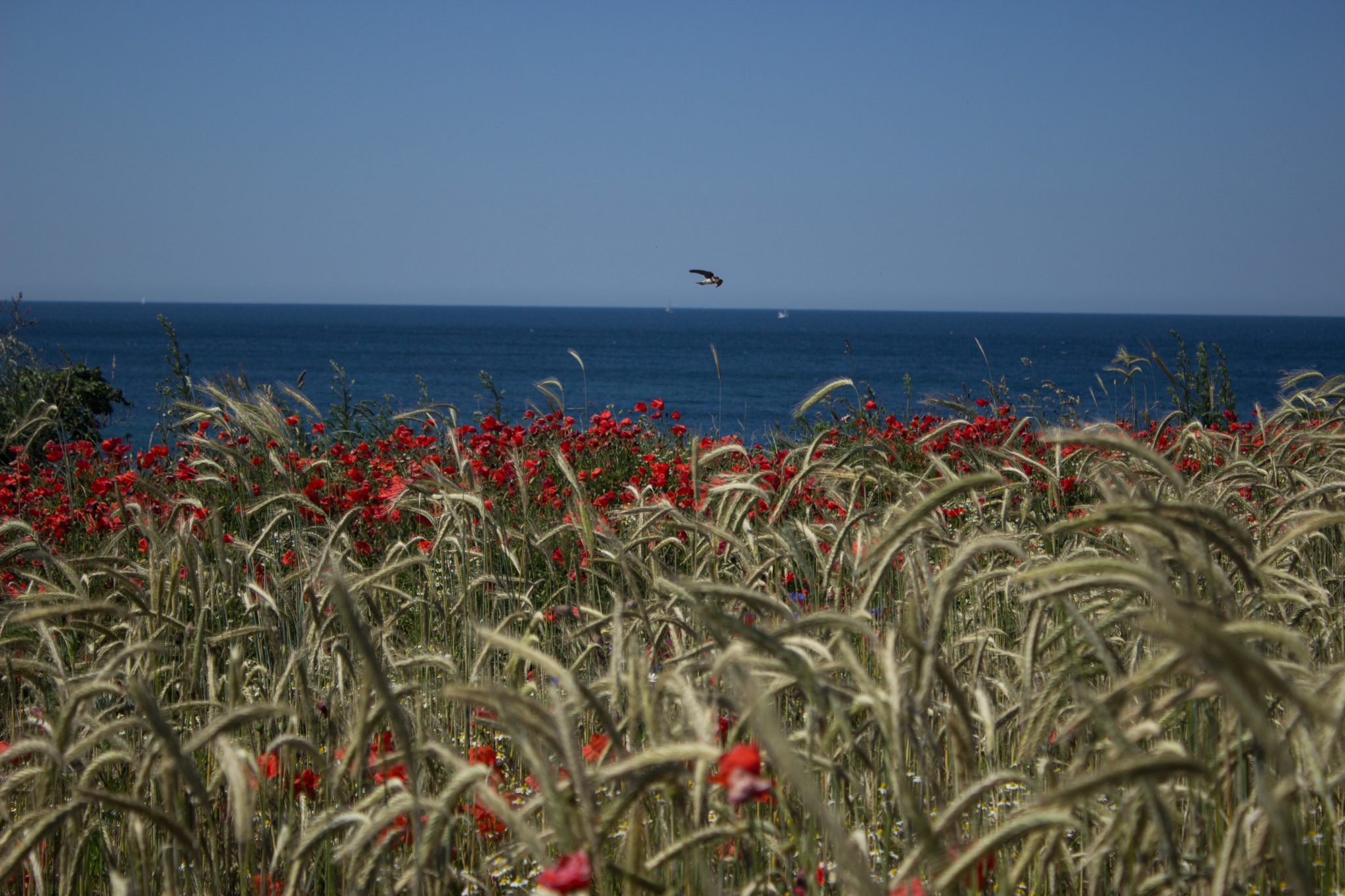 Wandern an der Ostsee von Dierhagen nach Ahrenshoop auf dem E9, sechste Etappe des Wanderwegs an der Ostseeküste von Wismar nach Zingst, nach Ostseebad Wustrow endet der Strand und geht über in eine Steilküste, etwas im Landesinneren wandern wir weiter Richtung Ahrenshoop mit tollen Aussichten auf das weite Meer und fliegende Möwen an der Ostsee, Wildblumenwiese mit Mohnblumen und Schilf, wolkenloser Himmel und Sonnenschein im Sommer