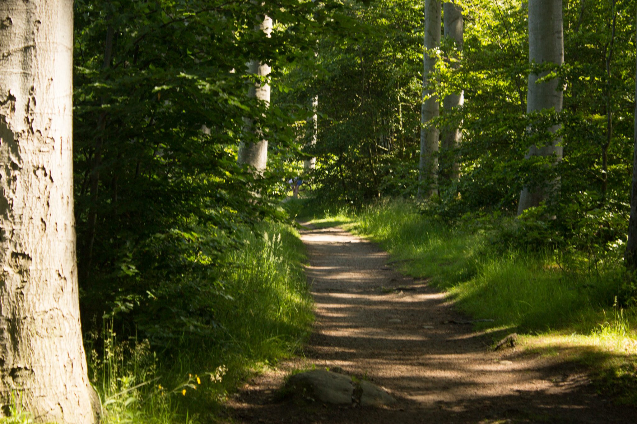 Wandern an der Ostsee von Kühlungsborn nach Börgerende auf dem E9, dritte Etappe des Wanderwegs an der Ostseeküste von Wismar nach Zingst, nach Ort Kühlungsborn führt die Wanderung weiter Richtung Heiligendamm, schöner, saftig grüner Küstenwald spendet angenehmen Schatten, schmaler Pfad führt durch den Wald, zum Schutz des Waldes teilweise nur für Wanderer, nicht für Radfahrer
