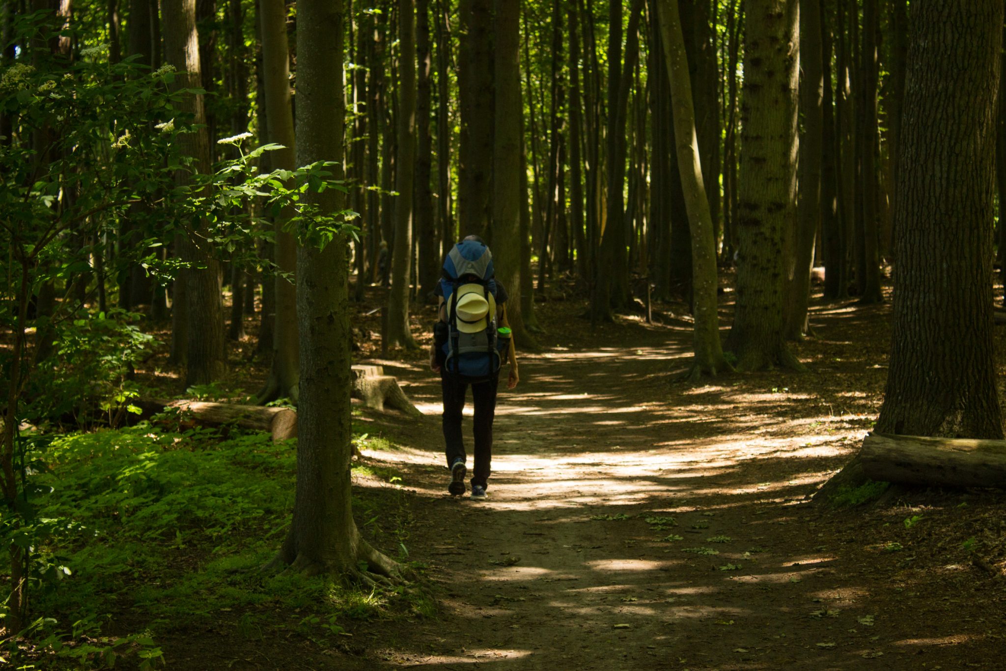 Wandern an der Ostsee von Börgerende nach Markgrafenheide auf dem E9, vierte Etappe des Wanderwegs an der Ostseeküste von Wismar nach Zingst, Wanderweg führt zwischen Nienhagen und Warnemünde zum großen Teil durch schönen, dichten Küstenwald, Wanderer auf schönem Waldweg unterwegs, schattenspendende Bäume, wird auch von vielen Radfahrern benutzt