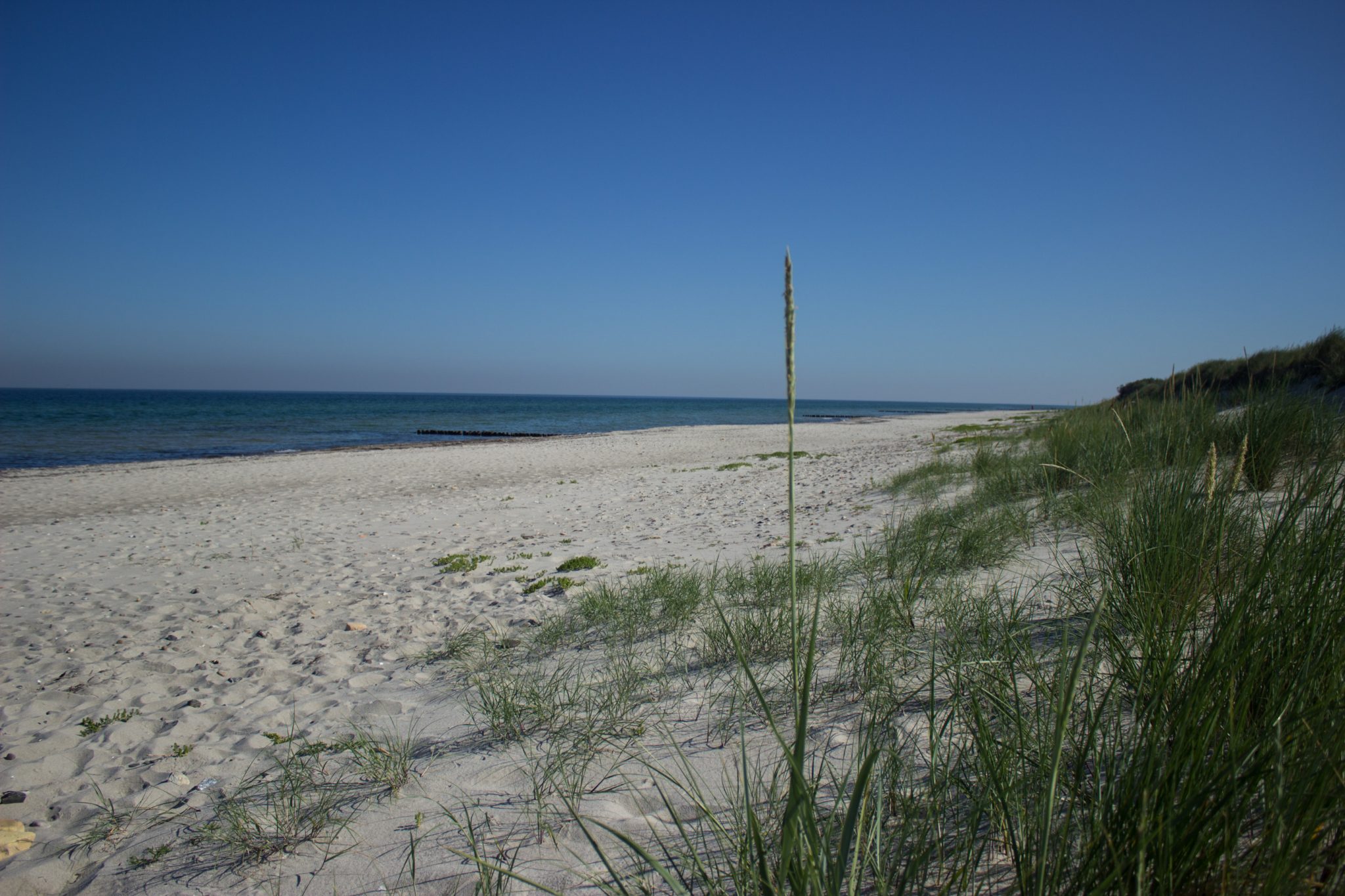 Wandern an der Ostsee von Markgrafenheide nach Dierhagen auf dem E9, fünfte Etappe des Wanderwegs an der Ostseeküste von Wismar nach Zingst, menschenleerer schöner und sehr weitläufiger Sandstrand an der Ostsee in der Nähe von Markgrafenheide, bewachsene Dünen mit Küstenvegetation, weite Aussicht auf das Meer mit wolkenlosem Himmel