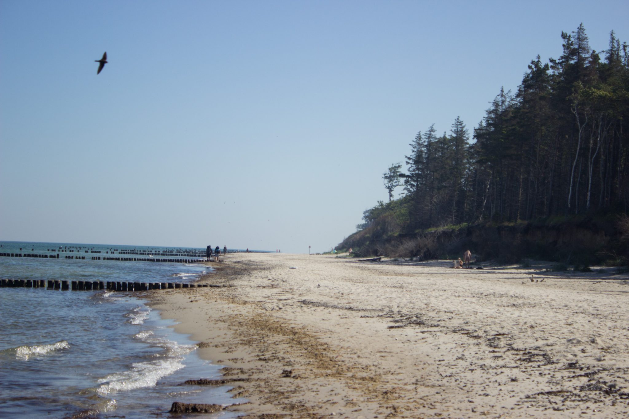 Wandern an der Ostsee von Markgrafenheide nach Dierhagen auf dem E9, fünfte Etappe des Wanderwegs an der Ostseeküste von Wismar nach Zingst, fast menschenleerer schöner und sehr weitläufiger Sandstrand an der Ostsee, bewachsene Dünen mit Küstenvegetation wandeln sich zunehmend in richtigen Küstenwald mit Steilküste, sanfte Wellen rollen ans Ufer des Meeres, wolkenloser Himmel