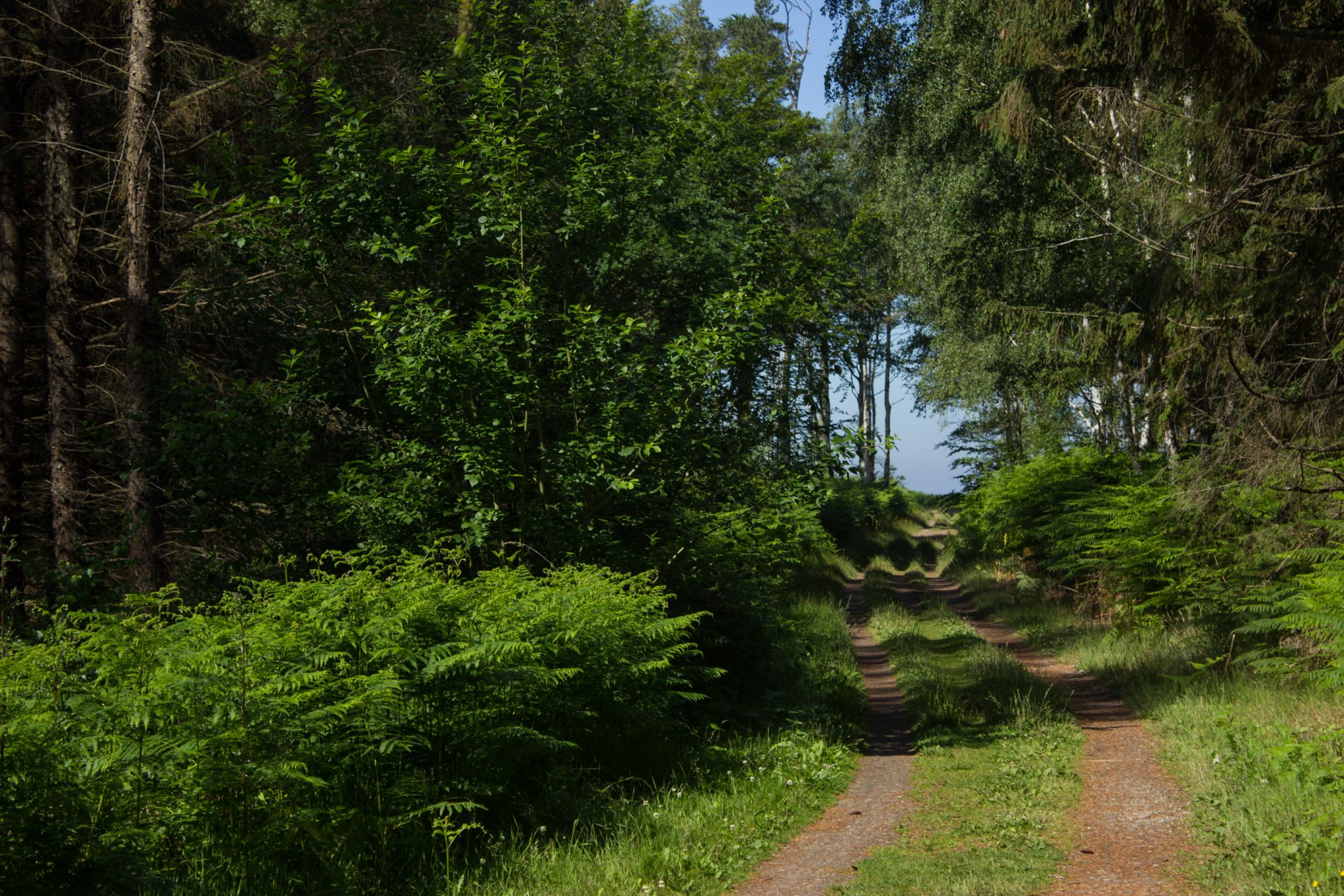 Wandern an der Ostsee von Markgrafenheide nach Dierhagen auf dem E9, fünfte Etappe des Wanderwegs an der Ostseeküste von Wismar nach Zingst, dichter Küstenwald mit vielen Farnen und schönen Bäumen in Richtung Graal-Müritz, läuft sich sehr angenehm im Schatten der Bäume und auf Waldwegen, kaum andere Menschen unterwegs