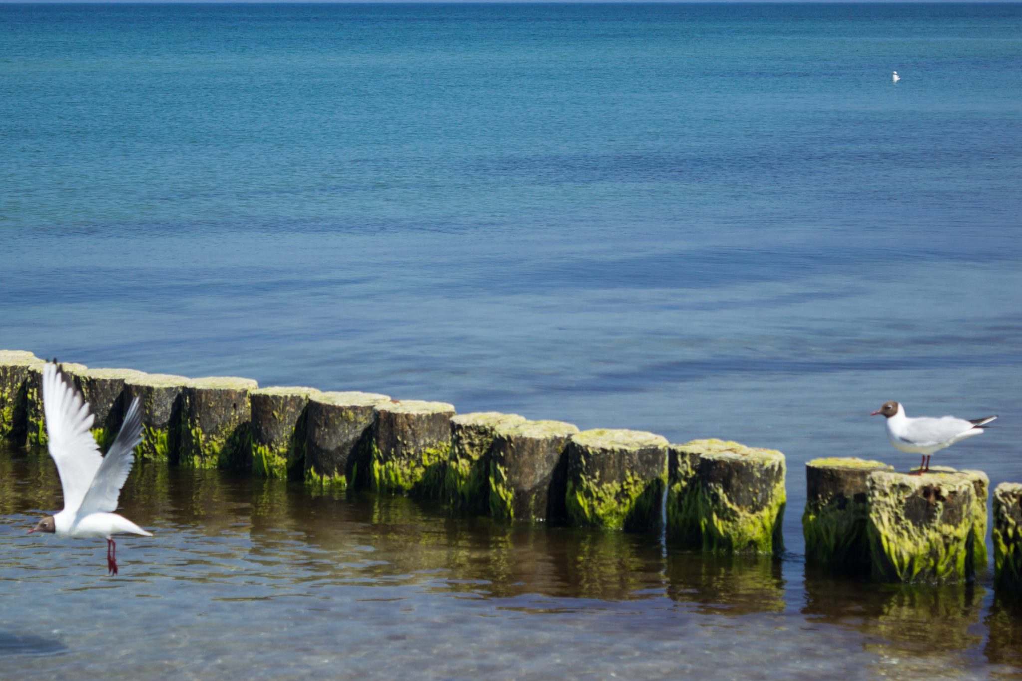 Wandern an der Ostsee von Ahrenshoop nach Zingst auf dem E9, siebte Etappe des Wanderwegs an der Ostseeküste von Wismar nach Zingst, Möwen an der Ostsee in Ahrenshoop auf einer Buhne, die dem Küstenschutz dient, schönes, sauberes Meer mit klarem Wasser