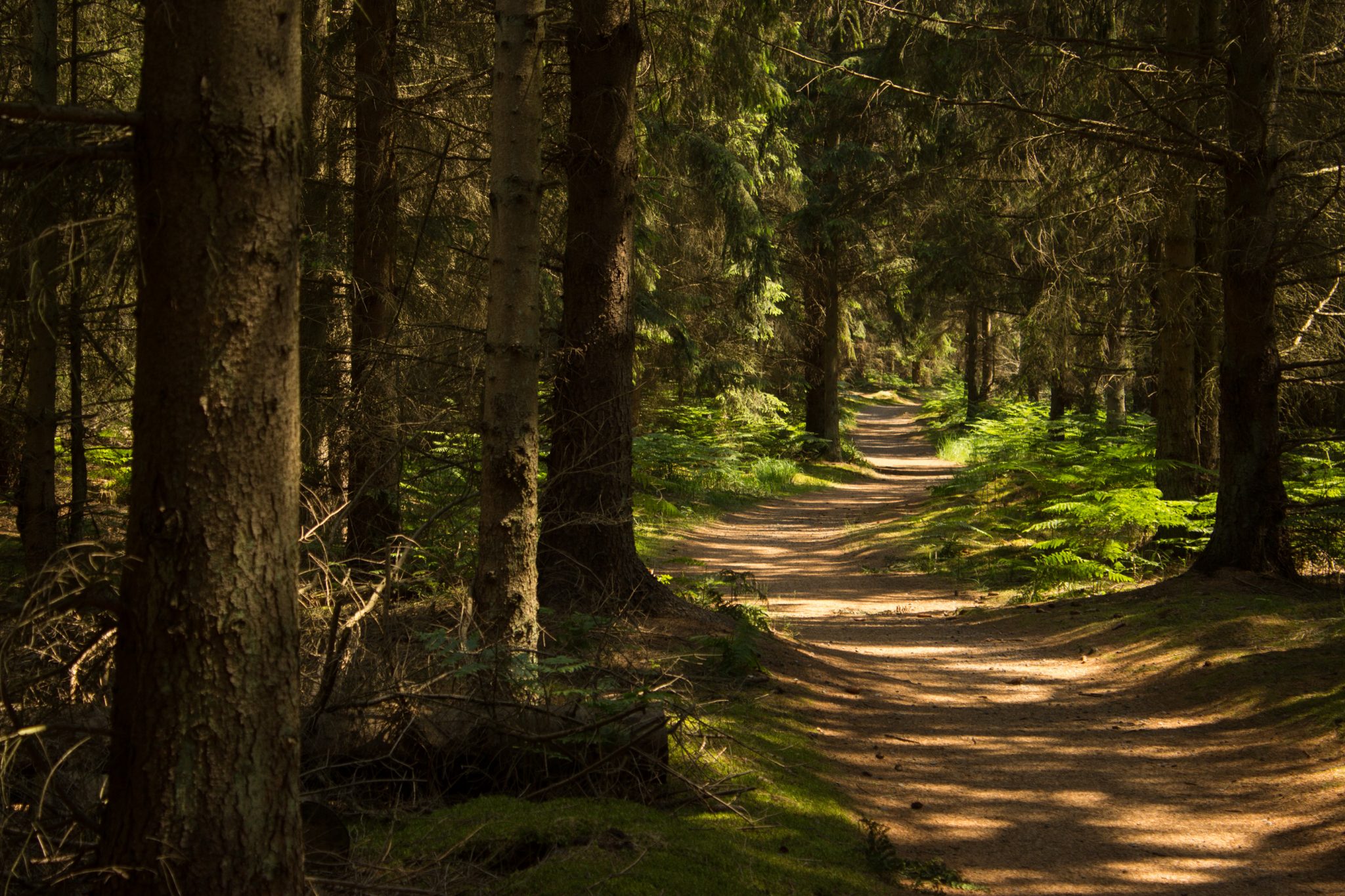 Wandern an der Ostsee von Ahrenshoop nach Zingst auf dem E9, siebte Etappe des Wanderwegs an der Ostseeküste von Wismar nach Zingst, im schönen Wald im Nationalpark Vorpommersche Boddenlandschaft, Wanderweg verläuft auf weichem Waldboden im kühlenden Schatten der Bäume, dichte Gräser und Farne wachsen auf dem Waldboden umringt von dichtem Mischwald