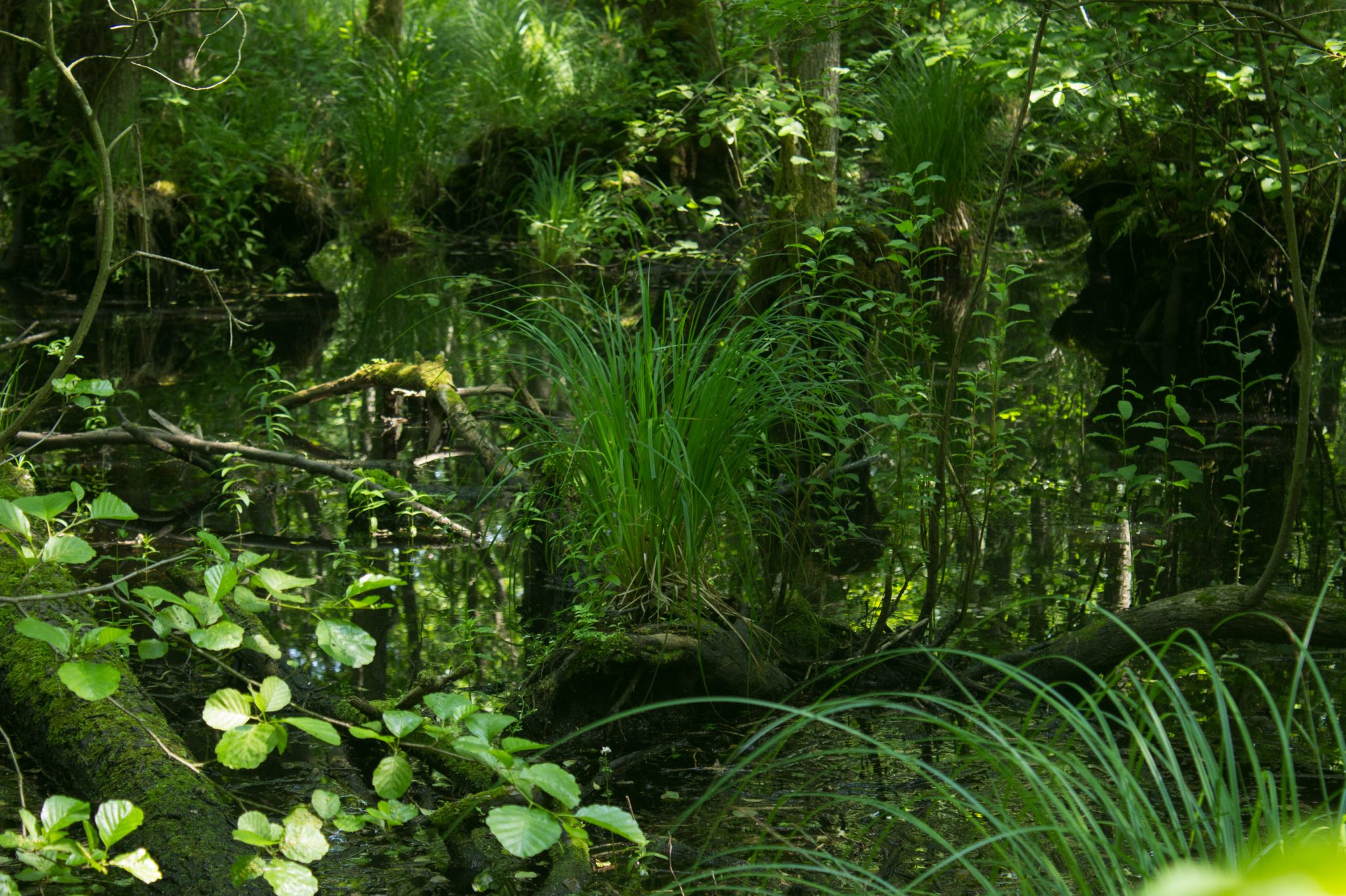 Wandern an der Ostsee von Ahrenshoop nach Zingst auf dem E9, siebte Etappe des Wanderwegs an der Ostseeküste von Wismar nach Zingst, im schönen, dichten Wald im Nationalpark Vorpommersche Boddenlandschaft auf der Halbinsel Fischland-Darß-Zingst, Wanderweg verläuft im kühlenden Schatten der Bäume, dichte Gräser und Farne wachsen auf dem Waldboden umringt von dichtem Mischwald, Paradies auch für Mücken im Sumpf der Boddenlandschaft des Darßer Urwalds