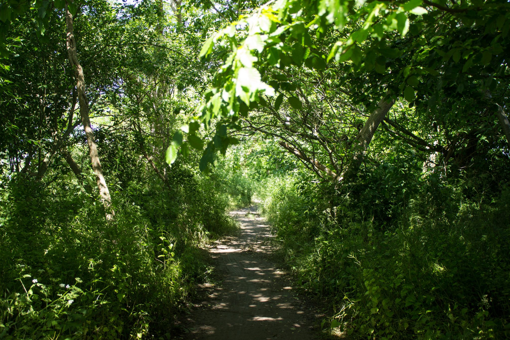 Wandern an der Ostsee vom Salzhaff nach Kühlungsborn auf dem E9 Fernwanderweg, zweite Etappe des Wanderwegs an der Ostseeküste von Wismar nach Zingst, nach Verlassen von Rerik verläuft der E9 durch einen schönen Küstenwald, im kühlenden Schatten sehr angenehm zum Wandern, nach Verlassen des Ortes wieder kaum Menschen anzutreffen