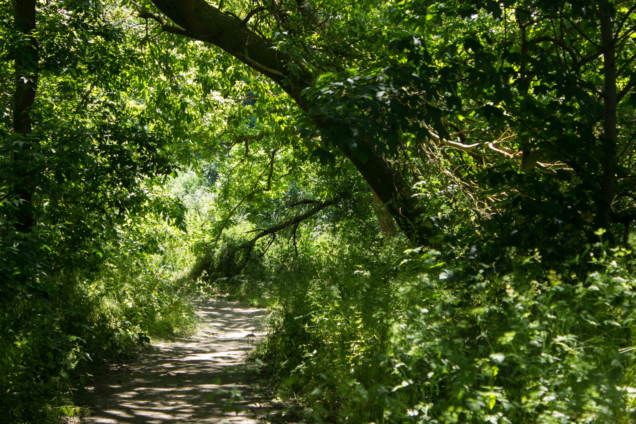 Wandern an der Ostsee vom Salzhaff nach Kühlungsborn auf dem E9 Fernwanderweg, zweite Etappe des Wanderwegs an der Ostseeküste von Wismar nach Zingst, nach Verlassen von Rerik verläuft der E9 durch einen schönen Küstenwald, im kühlenden Schatten sehr angenehm zum Wandern, nach Verlassen des Ortes wieder kaum Menschen anzutreffen