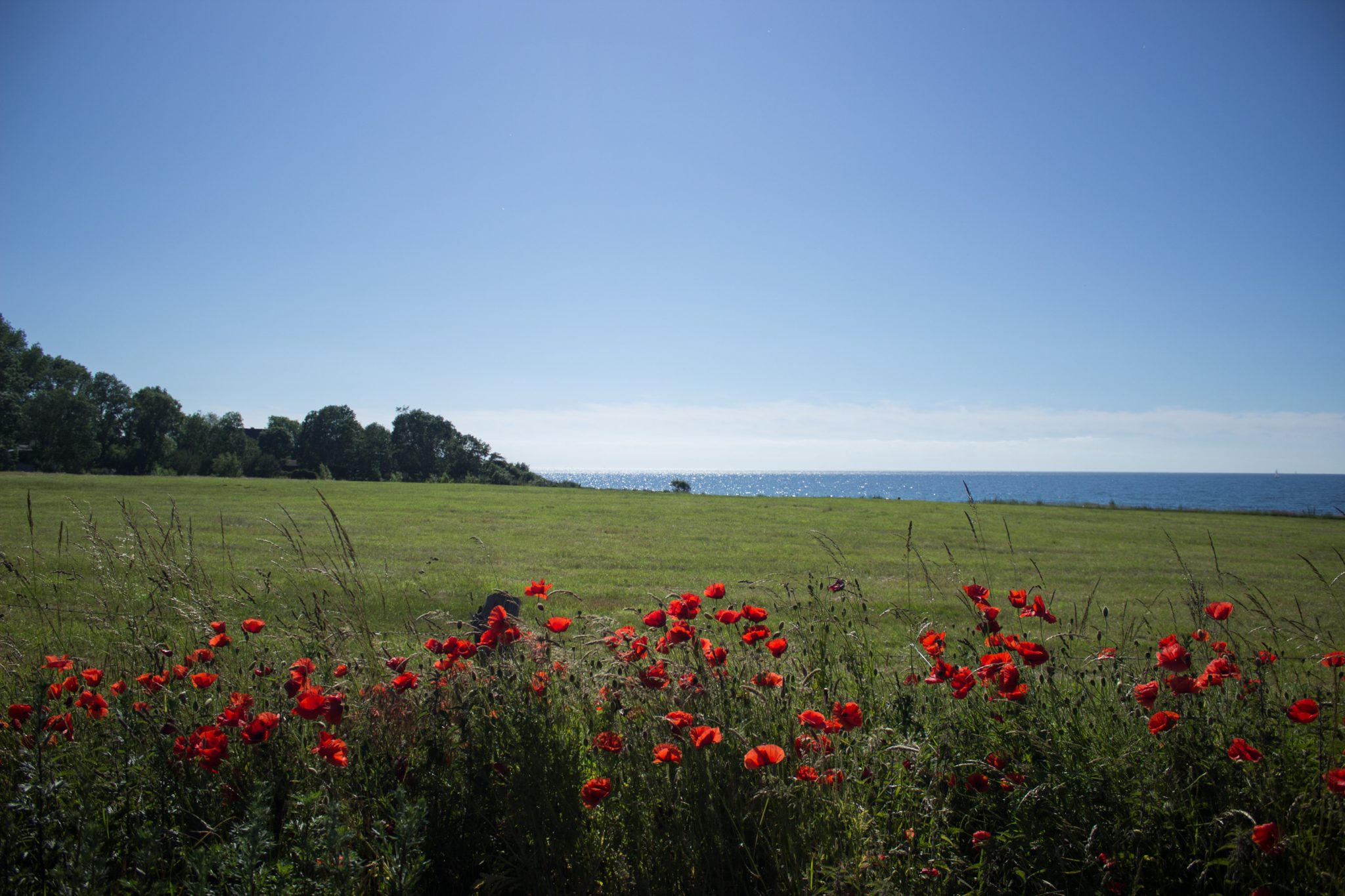Wandern an der Ostsee vom Salzhaff nach Kühlungsborn auf dem E9 Fernwanderweg, zweite Etappe des Wanderwegs an der Ostseeküste von Wismar nach Zingst, Wanderweg mit Blick auf blühende Mohnblumen, grüne Wiesen und die Ostsee