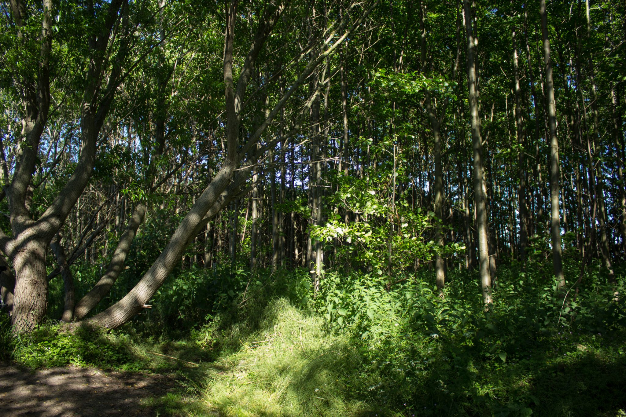 Wandern an der Ostsee vom Salzhaff nach Kühlungsborn auf dem E9 Fernwanderweg, zweite Etappe des Wanderwegs an der Ostseeküste von Wismar nach Zingst, der E9 verläuft durch einen schönen Küstenwald, im kühlenden Schatten sehr angenehm zum Wandern