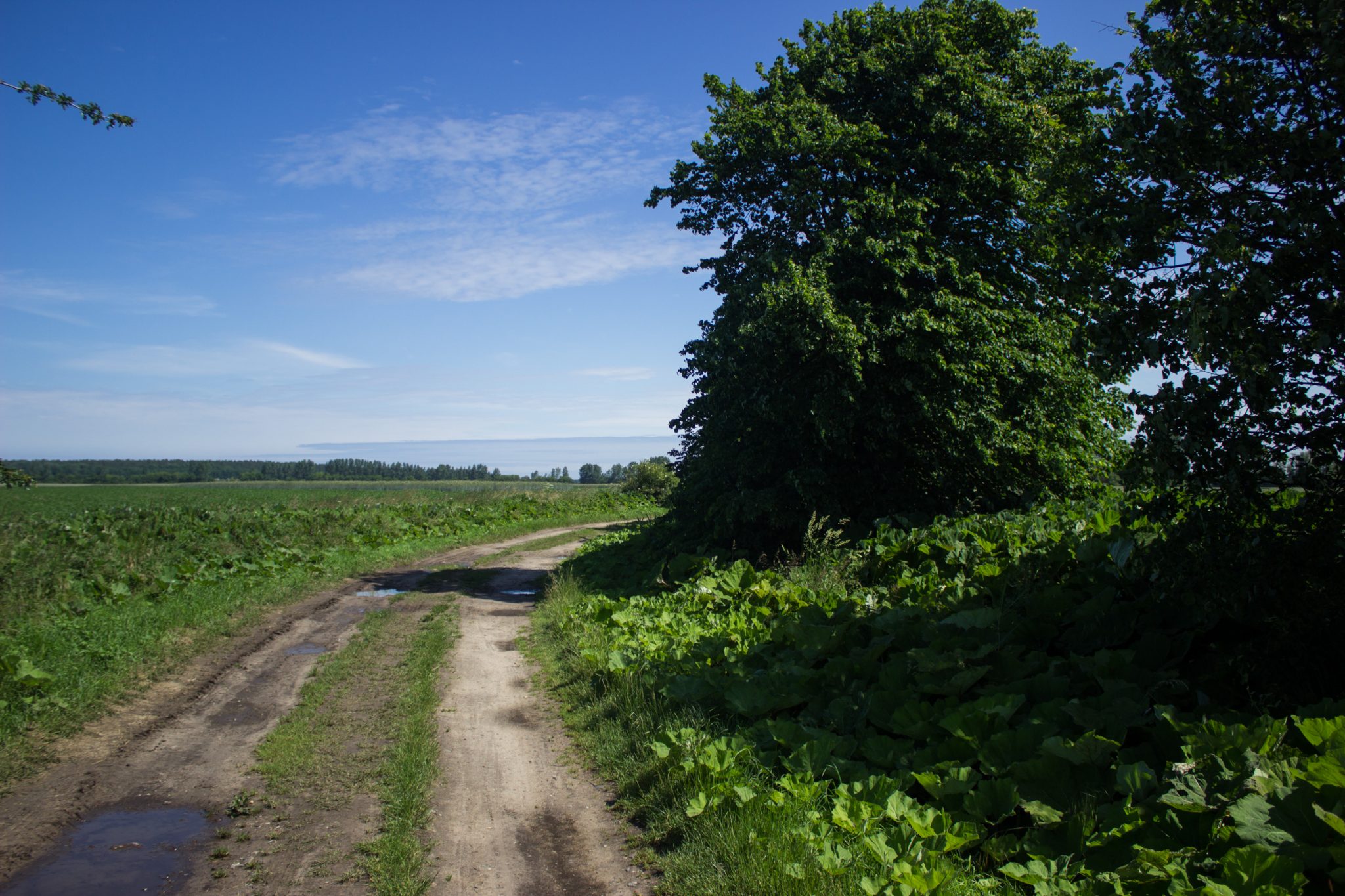 Wandern an der Ostsee vom Salzhaff nach Kühlungsborn auf dem E9 Fernwanderweg, zweite Etappe des Wanderwegs an der Ostseeküste von Wismar nach Zingst, nach kurzem Abschnitt auf Straße vom Salzhaff nach Pepelow geht es auf einem Feldweg weiter mit weiten Ausblicken über Felder und zum Salzhaff