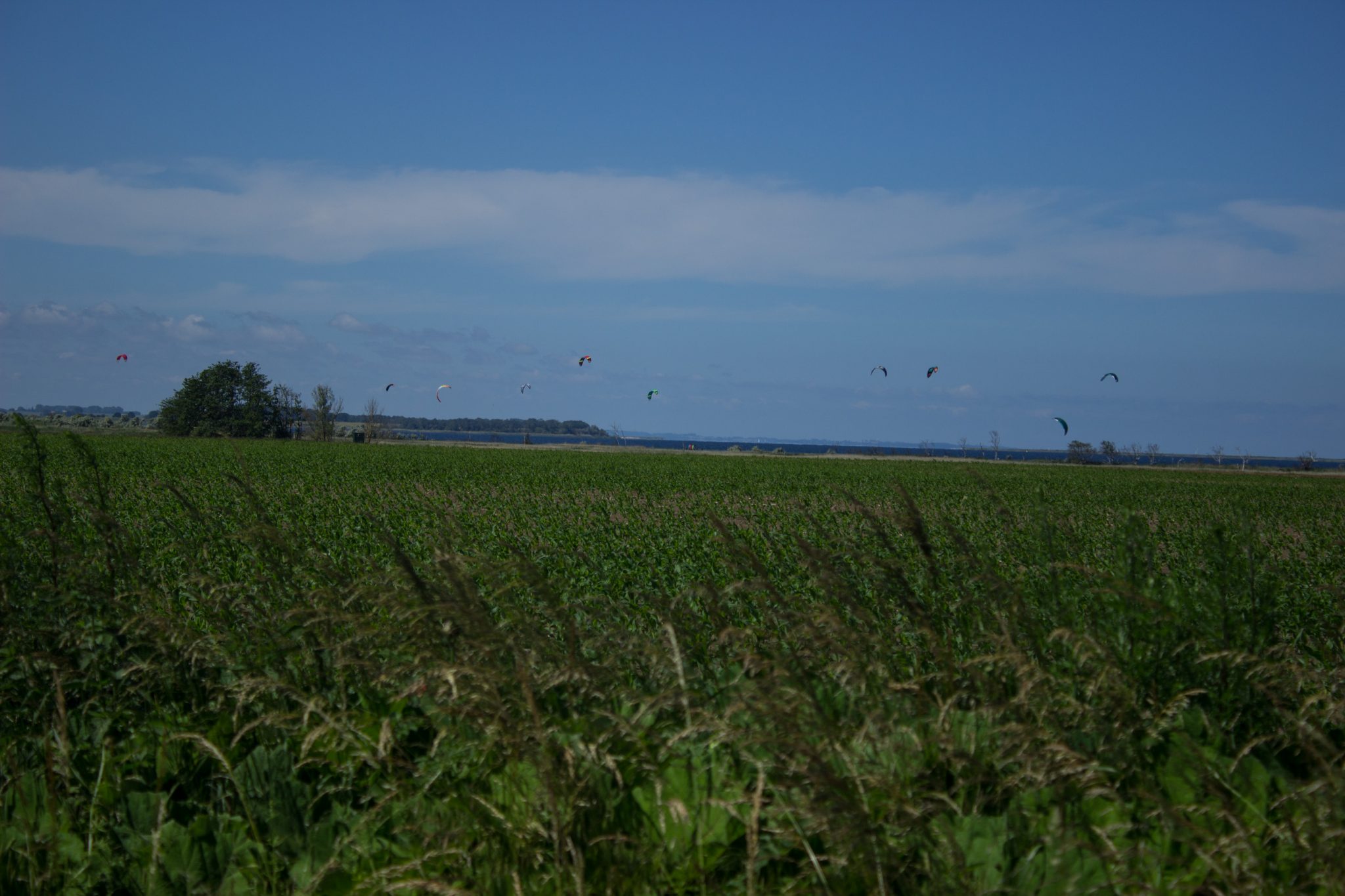 Wandern an der Ostsee vom Salzhaff nach Kühlungsborn auf dem E9 Fernwanderweg, zweite Etappe des Wanderwegs an der Ostseeküste von Wismar nach Zingst, nach kurzem Abschnitt auf Straße vom Salzhaff nach Pepelow geht es auf einem Feldweg weiter mit weiten Ausblicken über Felder und zum Salzhaff, viele Windsurfer sind auf dem Salzhaff