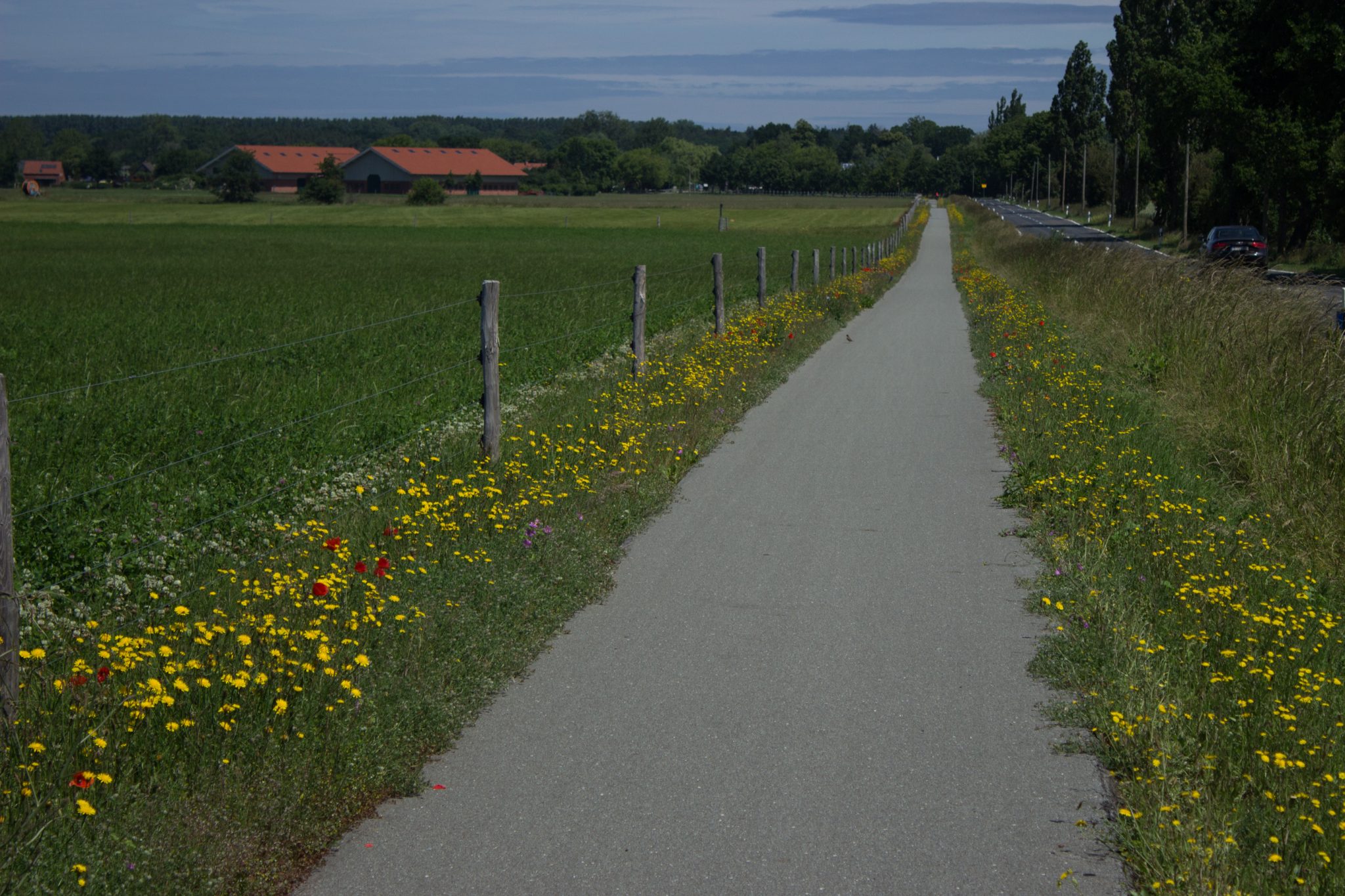 Wandern an der Ostsee vom Salzhaff nach Kühlungsborn auf dem E9 Fernwanderweg, zweite Etappe des Wanderwegs an der Ostseeküste von Wismar nach Zingst, ab Teßmannsdorf folgt man dem Ostseeküstenradweg, leider für einige Kilometer auf Fahrradweg aus Asphalt mit vielen Radfahrern neben großer Straße, weniger schöner Abschnitt, aber Wildblumen wachsen am Wegesrand