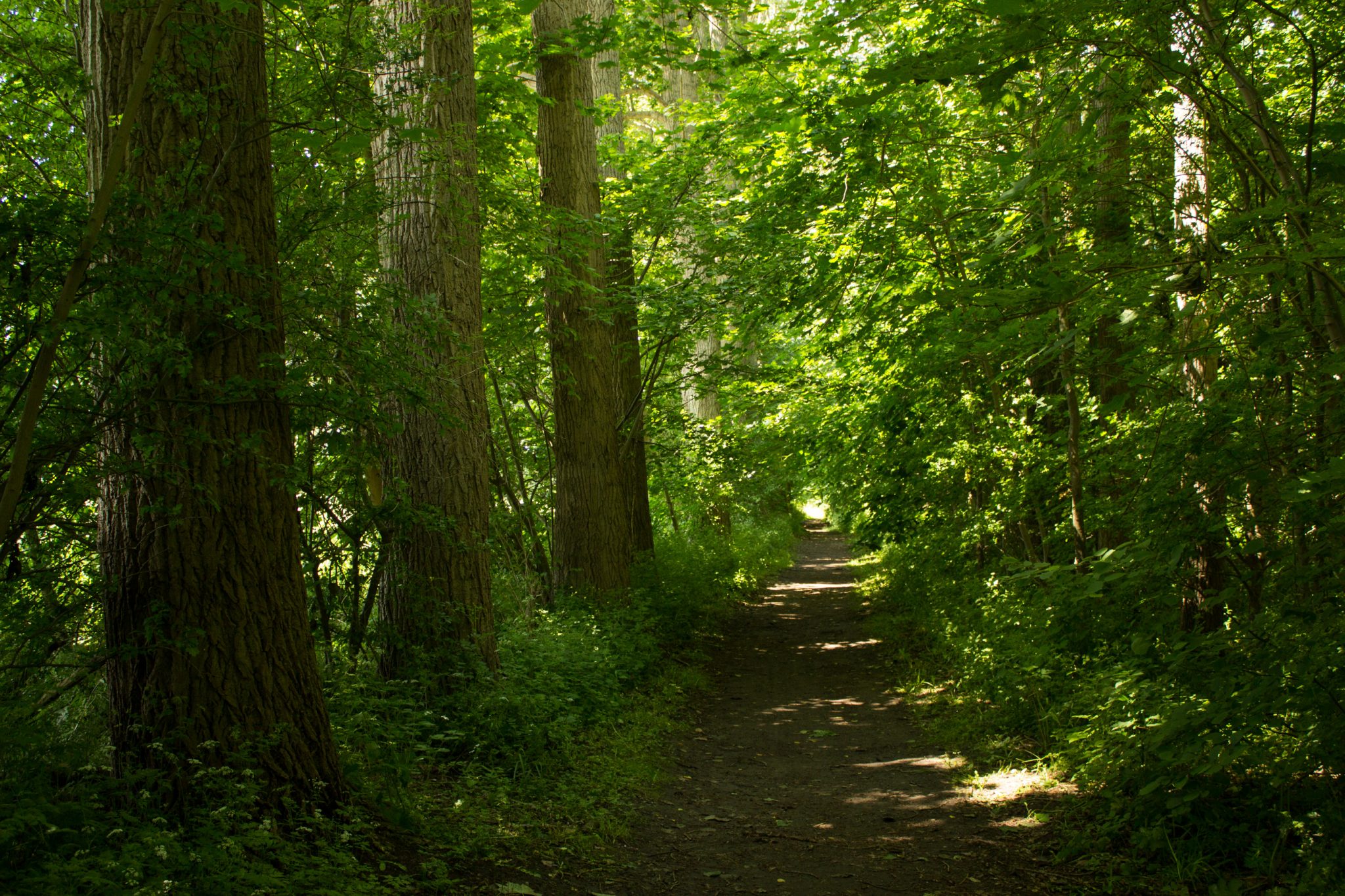 Wandern an der Ostsee vom Salzhaff nach Kühlungsborn auf dem E9 Fernwanderweg, zweite Etappe des Wanderwegs an der Ostseeküste von Wismar nach Zingst, nach langem Abschnitt auf Ostseeküstenradweg linksseitig in schönen, dichten Wald abbiegen bis man das Salzhaff erreicht, endlich kein Asphalt mehr unter den Füßen
