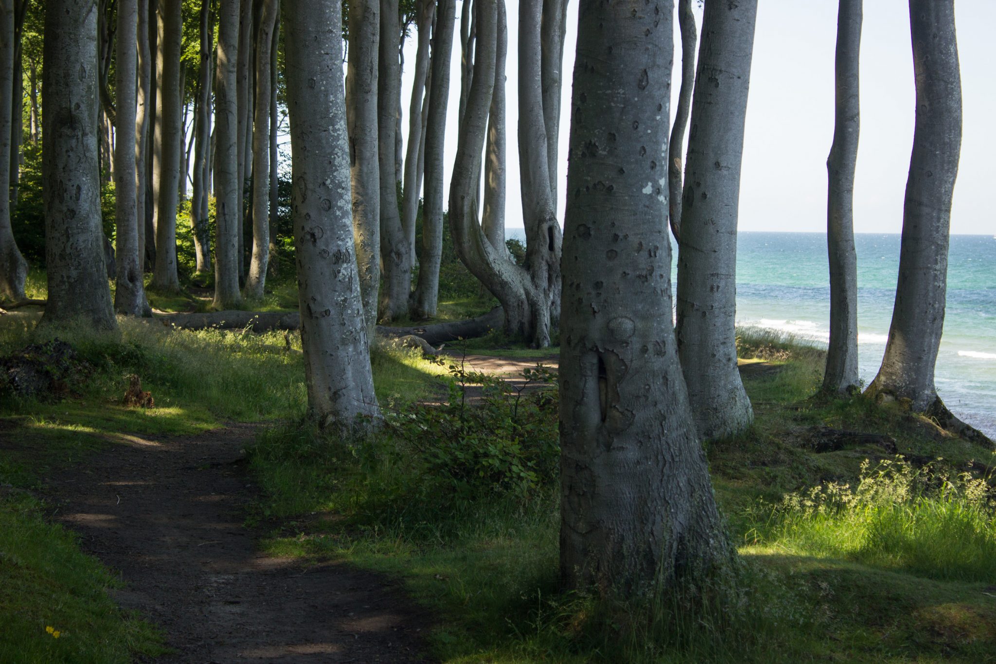Wandern an der Ostsee von Kühlungsborn nach Börgerende auf dem E9, dritte Etappe des Wanderwegs an der Ostseeküste von Wismar nach Zingst, nach Ort Kühlungsborn geht es auf breiterem Kieselpfad weiter Richtung Heiligendamm, schöner Küstenwald mit Buchen und traumhafte Ausblicke auf die Ostsee, schmale Pfade führen durch den Wald
