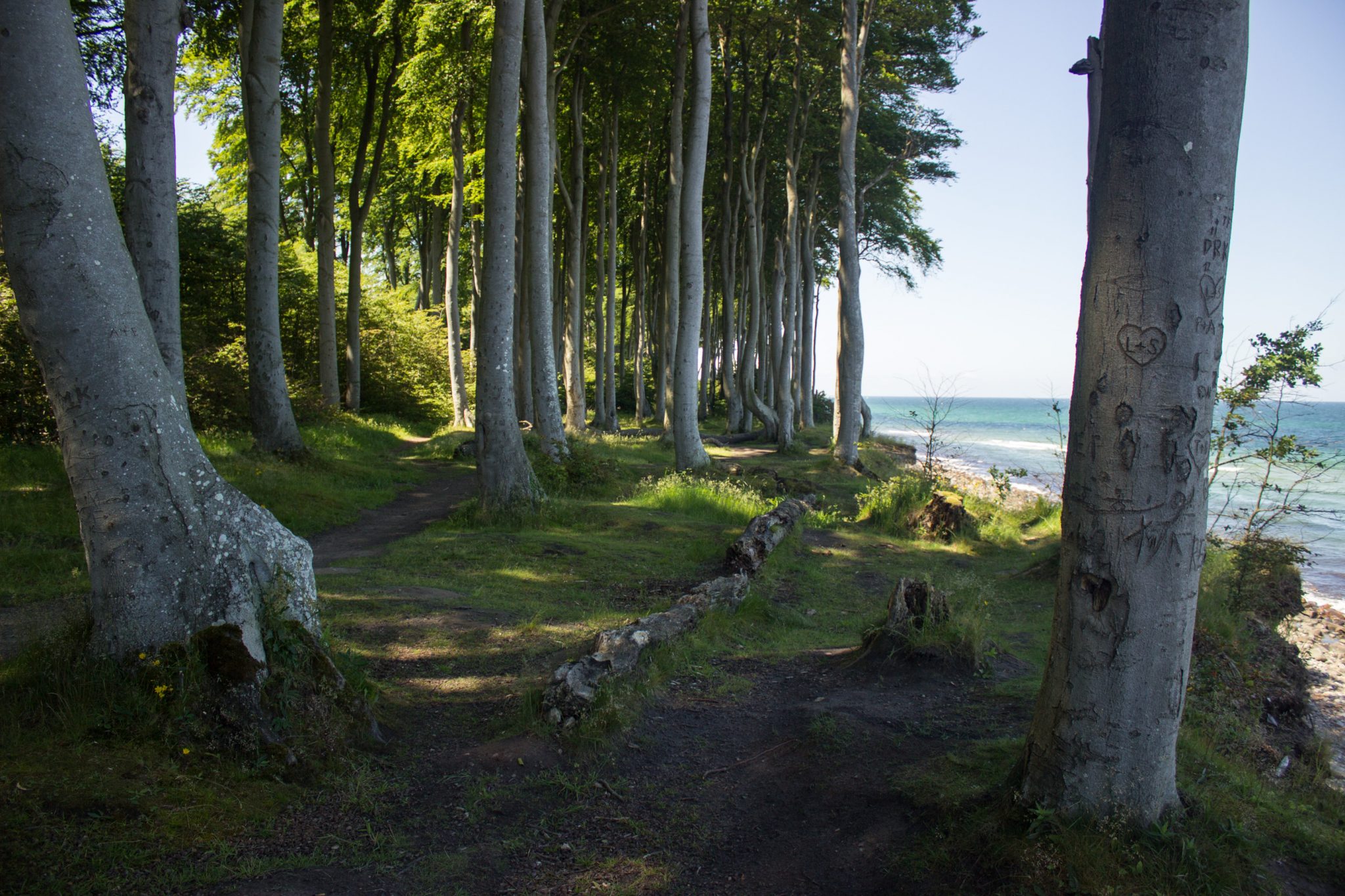 Wandern an der Ostsee von Kühlungsborn nach Börgerende auf dem E9, dritte Etappe des Wanderwegs an der Ostseeküste von Wismar nach Zingst, nach Ort Kühlungsborn geht es auf breiterem Kieselpfad weiter Richtung Heiligendamm, schöner Küstenwald mit Buchen und traumhafte Ausblicke auf die Ostsee, schmale Pfade führen durch den Wald
