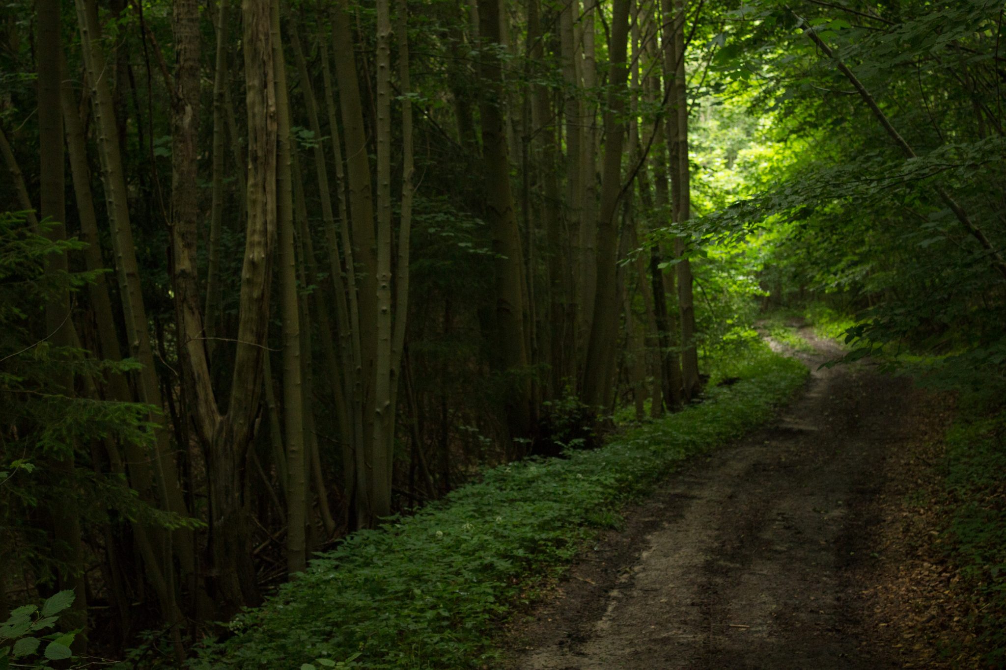 Wandern an der Ostsee von Wismar zum Salzhaff auf dem E9 Fernwanderweg, nach Wismar führt der Weg bald auf Feldwegen und schmalen Waldwegen entlang durch schönen Wald, dichter Wald mit Laubbäumen