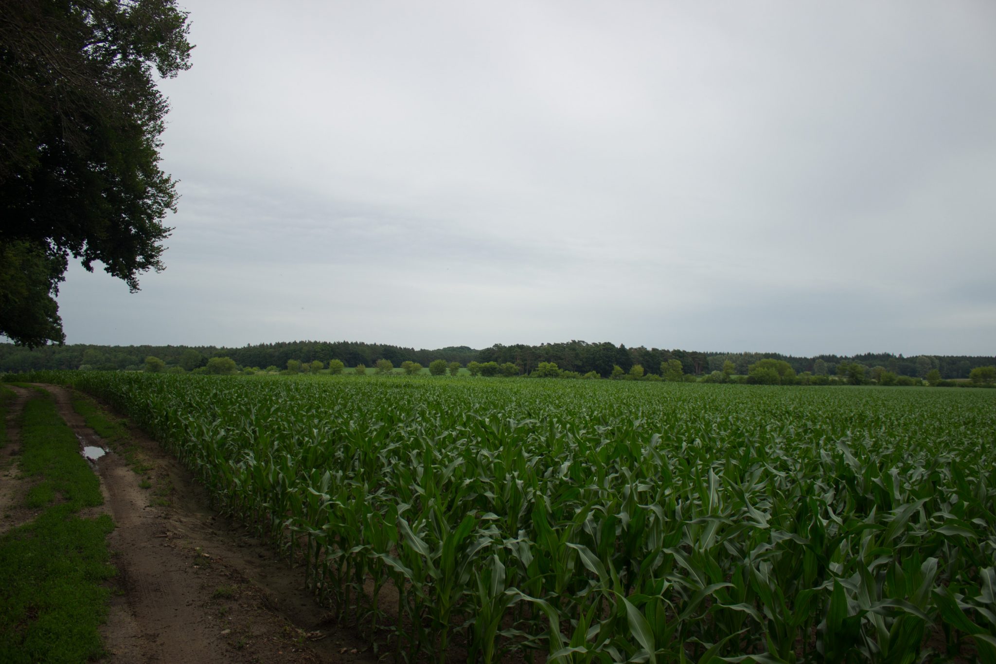 Wandern an der Ostsee von Wismar zum Salzhaff auf dem E9 Fernwanderweg, nach Wismar führt der Weg bald auf Feldwegen und schmalen Waldwegen entlang, Aussicht auf weite Felder und umliegende Landschaft