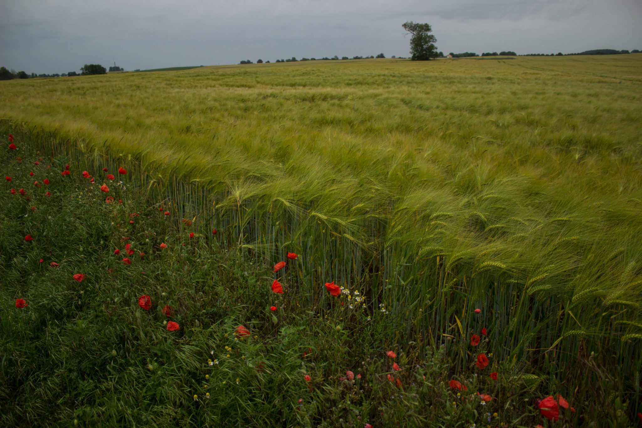 Wandern an der Ostsee von Wismar zum Salzhaff auf dem E9 Fernwanderweg, Wanderweg auf Feldwegen und schmalen Waldwegen, Aussicht auf weite Felder und umliegende Landschaft, bunte Wildblumenwiese mit schönen Blumen, rot blühende Mohnblumen