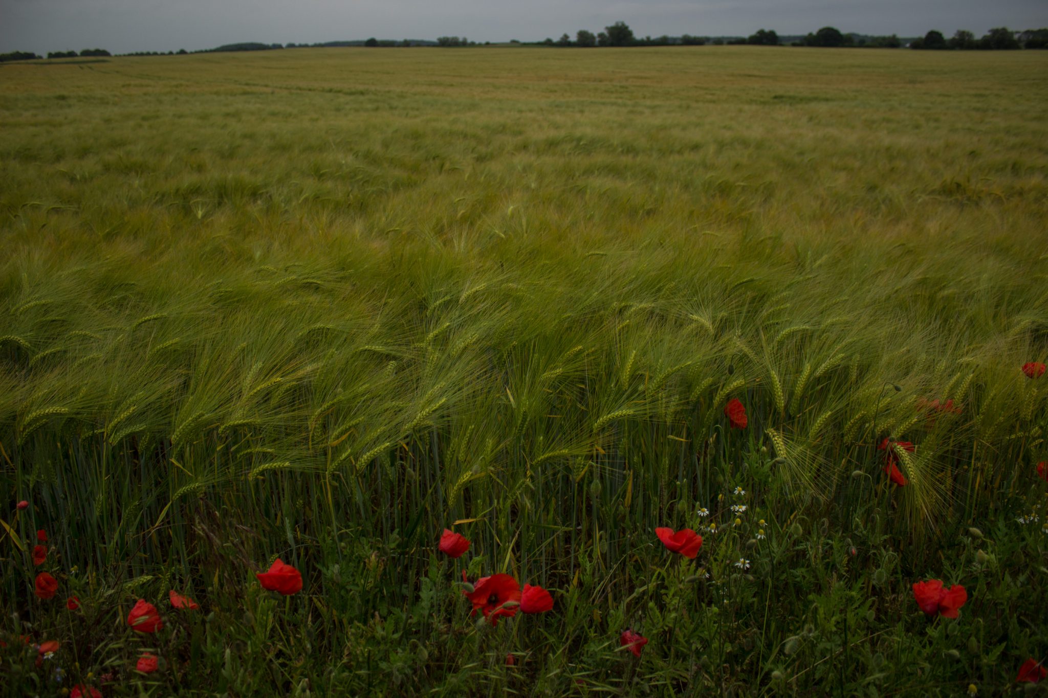 Wandern an der Ostsee von Wismar zum Salzhaff auf dem E9 Fernwanderweg, Wanderweg auf Feldwegen und schmalen Waldwegen, Aussicht auf weite Felder und umliegende Landschaft, bunte Wildblumenwiese mit schönen Blumen, rot blühende Mohnblumen