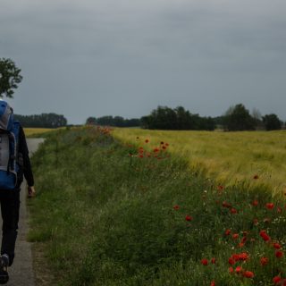 Wandern an der Ostsee von Wismar zum Salzhaff auf dem E9 Fernwanderweg, Wanderweg auf Feldwegen und schmalen Waldwegen, Aussicht auf weite Felder und umliegende Landschaft, bunte Wildblumenwiese mit schönen Blumen, rot blühende Mohnblumen, Wanderer mit großem Rucksack auf Mehrtageswanderung auf dem Fernwanderweg E9 unterwegs