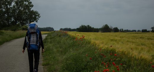Wandern an der Ostsee von Wismar zum Salzhaff auf dem E9 Fernwanderweg, Wanderweg auf Feldwegen und schmalen Waldwegen, Aussicht auf weite Felder und umliegende Landschaft, bunte Wildblumenwiese mit schönen Blumen, rot blühende Mohnblumen, Wanderer mit großem Rucksack auf Mehrtageswanderung auf dem Fernwanderweg E9 unterwegs