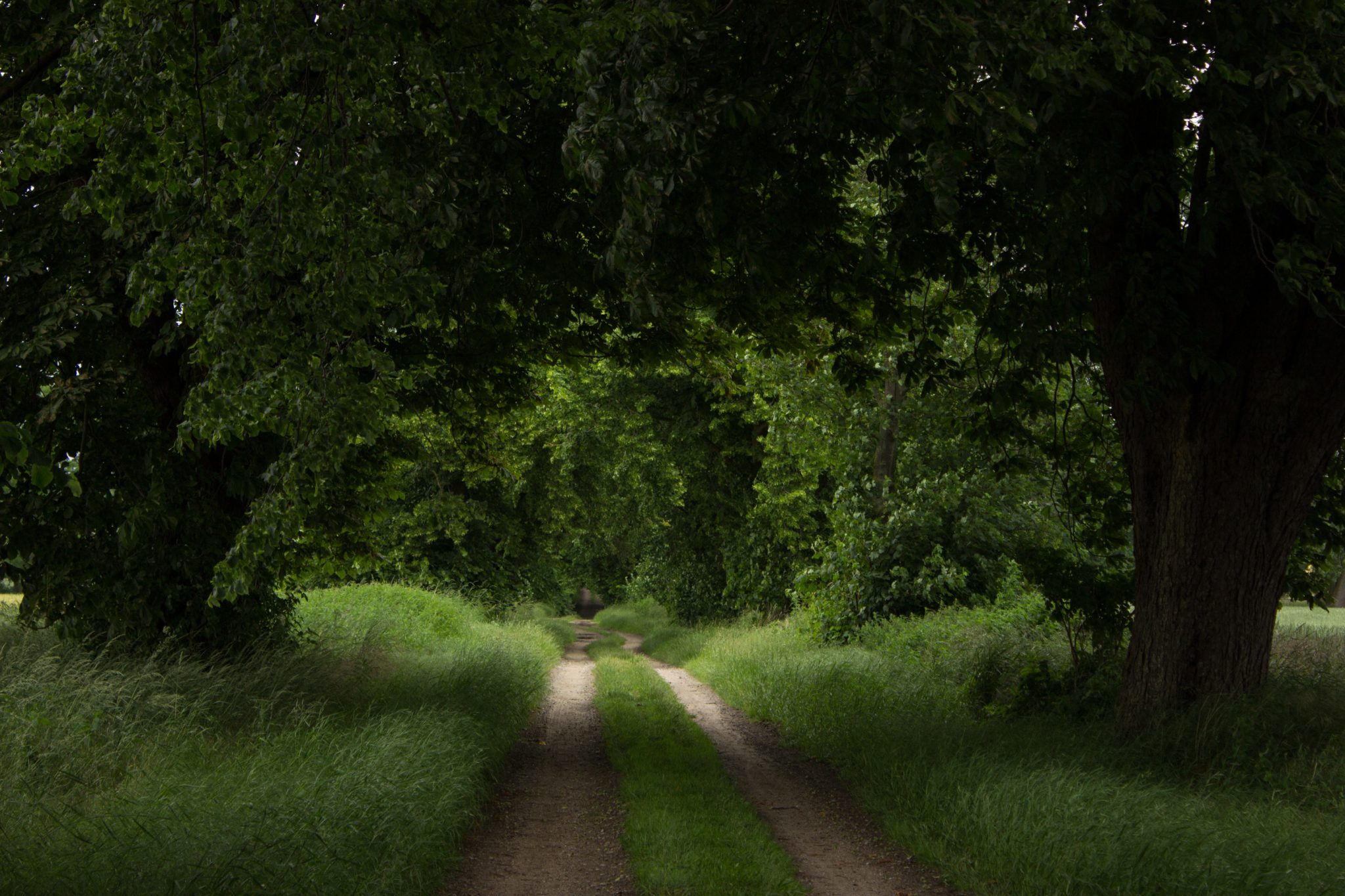 Wandern an der Ostsee von Wismar zum Salzhaff auf dem E9 Fernwanderweg, 1. Etappe ist sehr lang, Wanderweg auf Feldwegen und schmalen Waldwegen entlang durch schönen Wald, dichter Wald mit Laubbäumen, naturbelassener Pfad