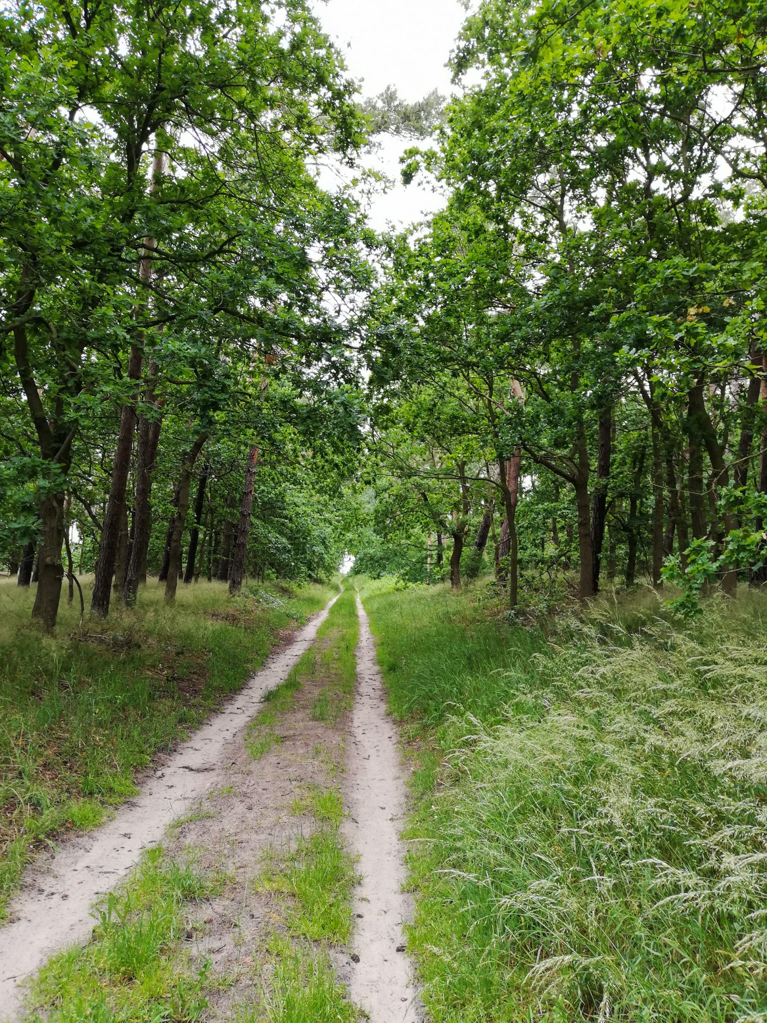 Wandern an der Ostsee von Wismar zum Salzhaff auf dem E9 Fernwanderweg, nach Wismar führt der Weg bald auf Feldwegen und schmalen Waldwegen entlang durch schönen Wald, Ruhe nach Verlassen der Stadt