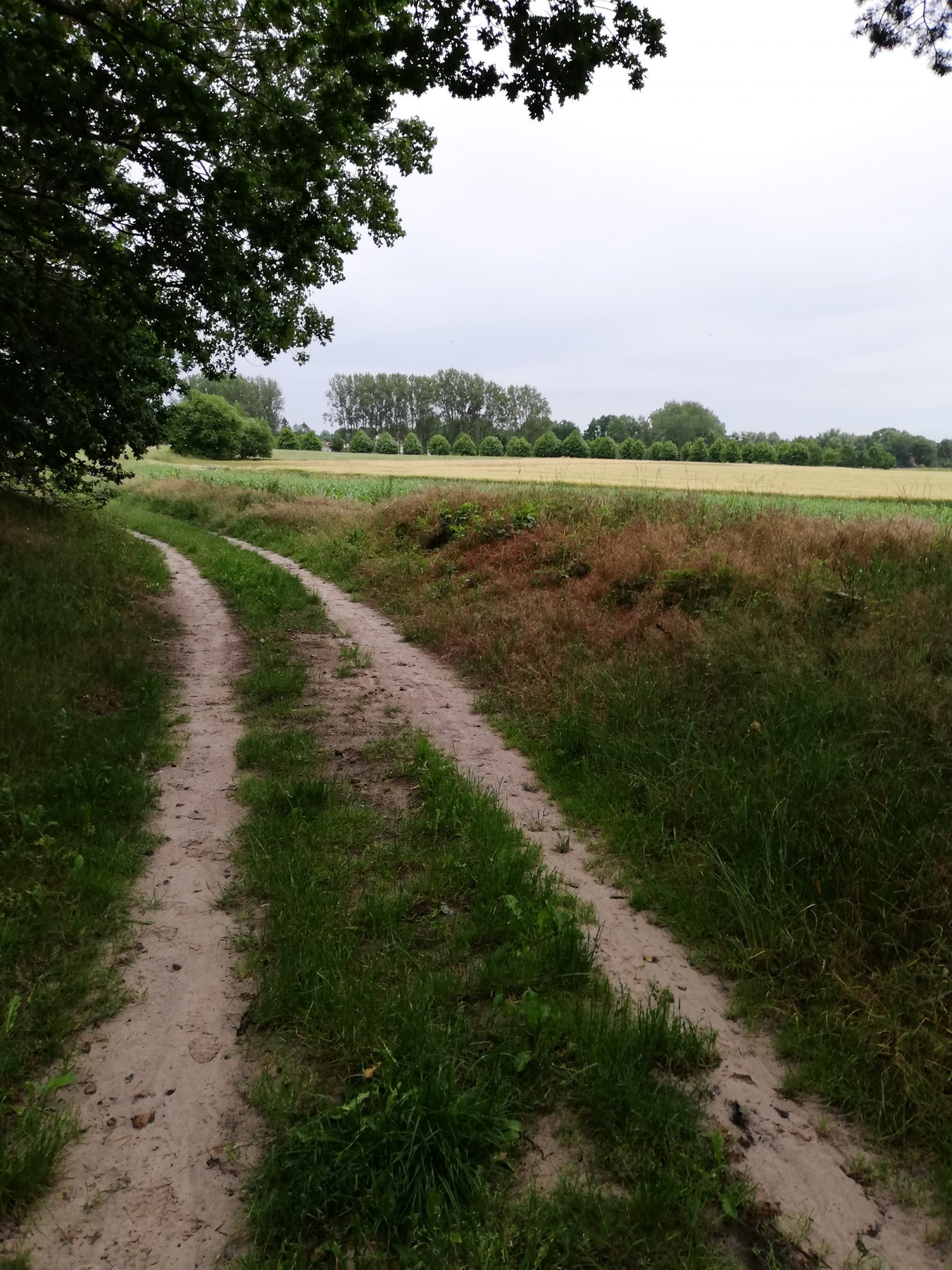 Wandern an der Ostsee von Wismar zum Salzhaff auf dem E9 Fernwanderweg, nach Wismar führt der Weg bald auf Feldwegen und schmalen Waldwegen entlang durch schönen Wald, Ruhe nach Verlassen der Stadt, Aussicht auf weite Felder und umliegende Landschaft