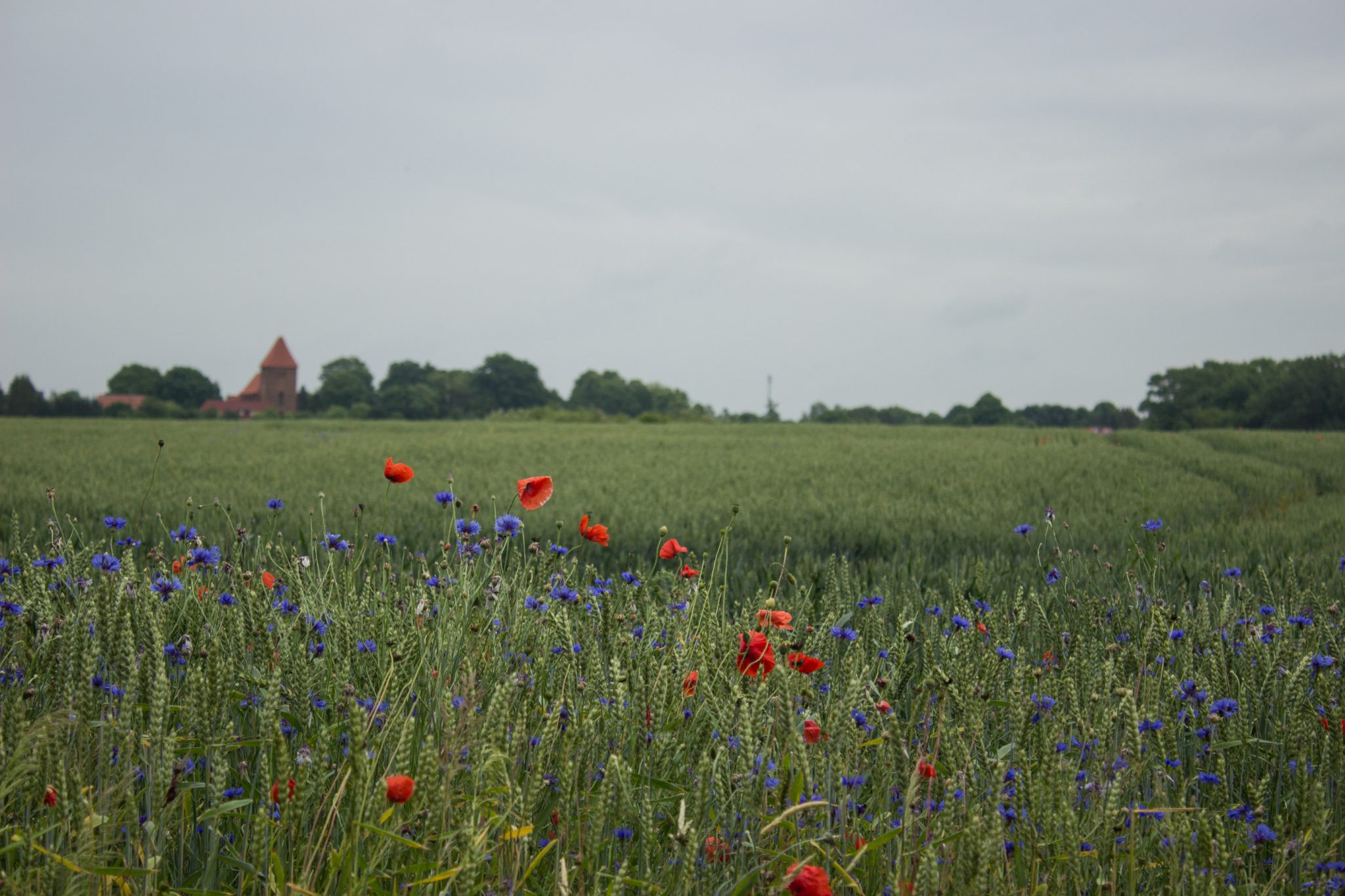 Wandern an der Ostsee von Wismar zum Salzhaff auf dem E9 Fernwanderweg, nach Wismar führt der Weg bald auf Feldwegen und schmalen Waldwegen entlang, Ruhe nach Verlassen der Stadt, Aussicht auf weite Felder und umliegende Landschaft, bunte Wildblumenwiese mit schönen Blumen
