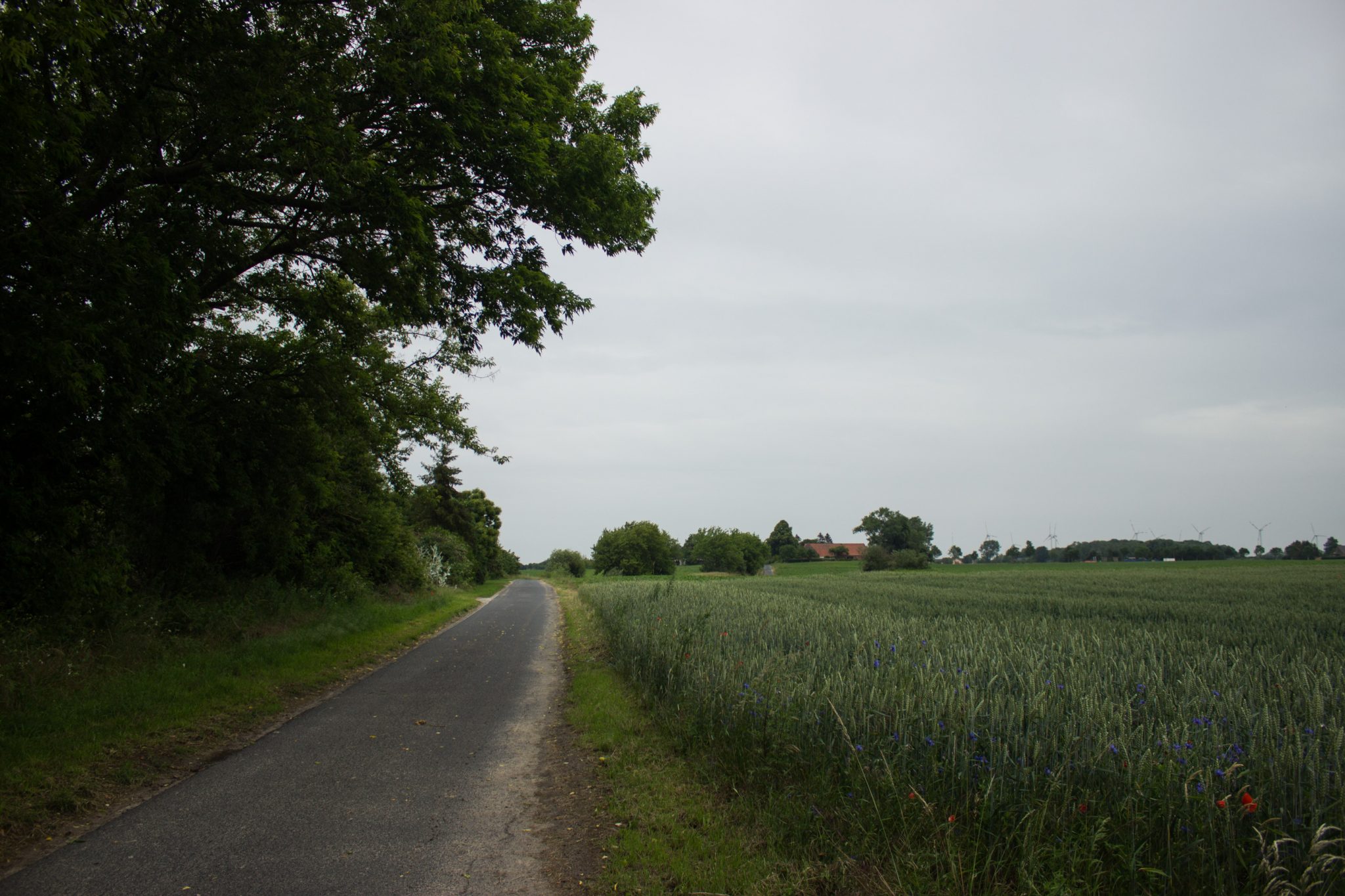 Wandern an der Ostsee von Wismar zum Salzhaff auf dem E9 Fernwanderweg, nach Wismar führt der Weg bald auf Feldwegen und schmalen Waldwegen entlang, Ruhe nach Verlassen der Stadt, Aussicht auf weite Felder und umliegende Landschaft, bunte Wildblumenwiese mit schönen Blumen