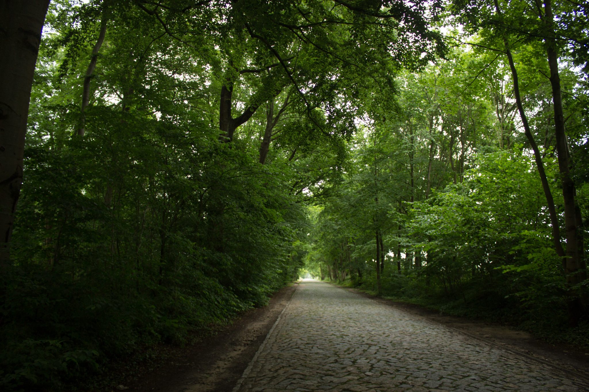 Wandern an der Ostsee von Wismar zum Salzhaff auf dem E9 Fernwanderweg, Wanderweg entlang kaum befahrener Straße durch schönen Wald, Jakobsweg führt auch hier entlang