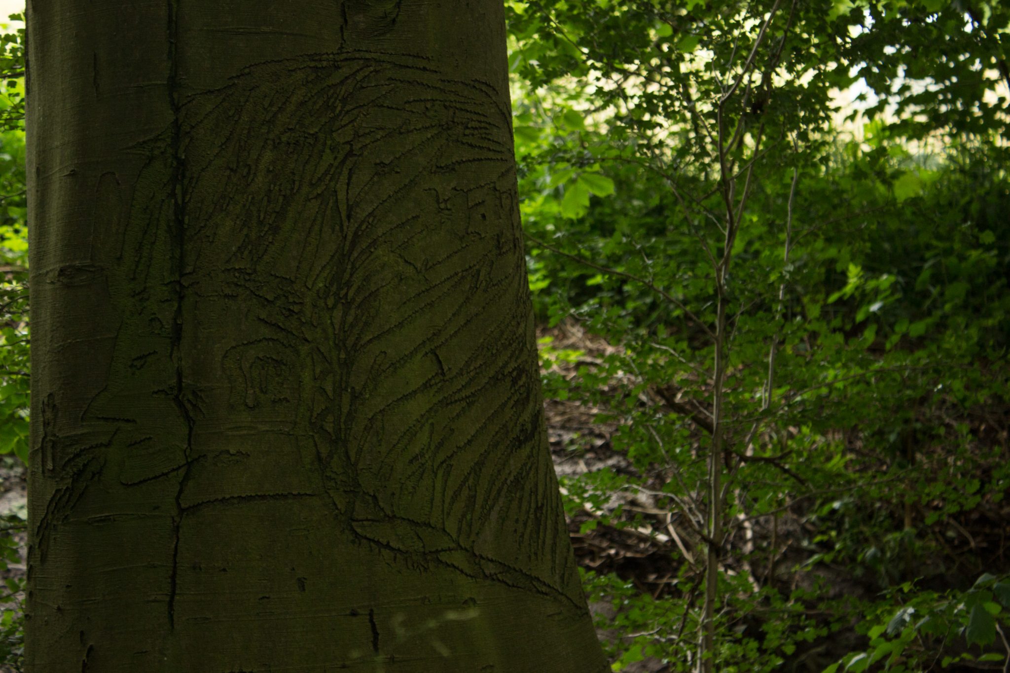 Wandern an der Ostsee von Wismar zum Salzhaff auf dem E9 Fernwanderweg, nach Wismar führt der Weg bald auf Feldwegen und schmalen Waldwegen entlang durch schönen Wald, Ruhe nach Verlassen der Stadt