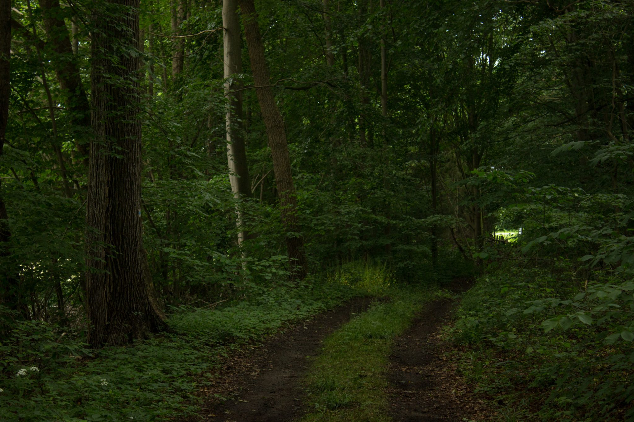 Wandern an der Ostsee von Wismar zum Salzhaff auf dem E9 Fernwanderweg, nach Wismar führt der Weg bald auf Feldwegen und schmalen Waldwegen entlang durch schönen Wald, dichter Wald mit Laubbäumen, Ruhe nach Verlassen der Stadt