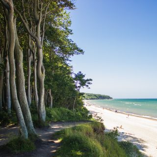 Wandern an der Ostsee von Börgerende nach Markgrafenheide auf dem E9, vierte Etappe des Wanderwegs an der Ostseeküste von Wismar nach Zingst, Wanderweg führt zwischen Nienhagen und Warnemünde zum großen Teil durch schönen Küstenwald mit Blick auf den schönen Ostseestrand, traumhafter Meerblick in Deutschland, schattenspendende Bäume